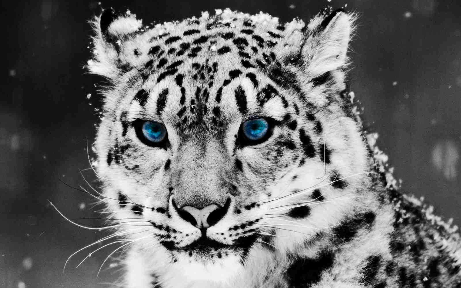 Majestic Snow Leopard Blue Eyes Wall Art