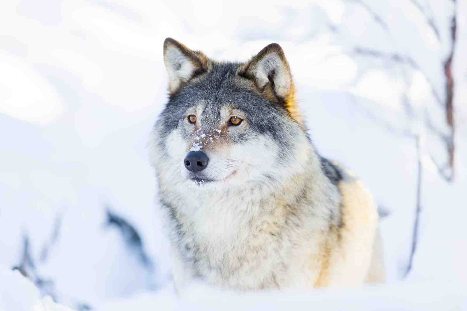 Majestic Wolf in Snowy Landscape Wall Art