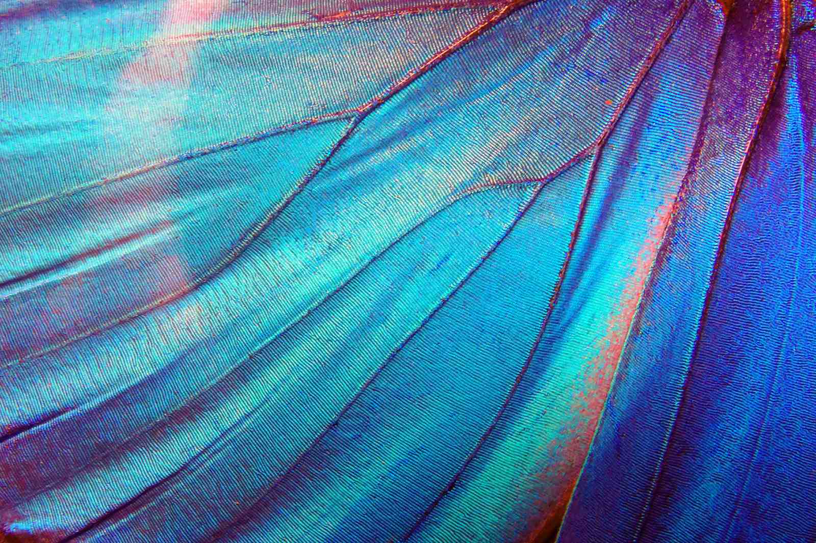 Blue Morpho Butterfly Wing Macro Wall Art