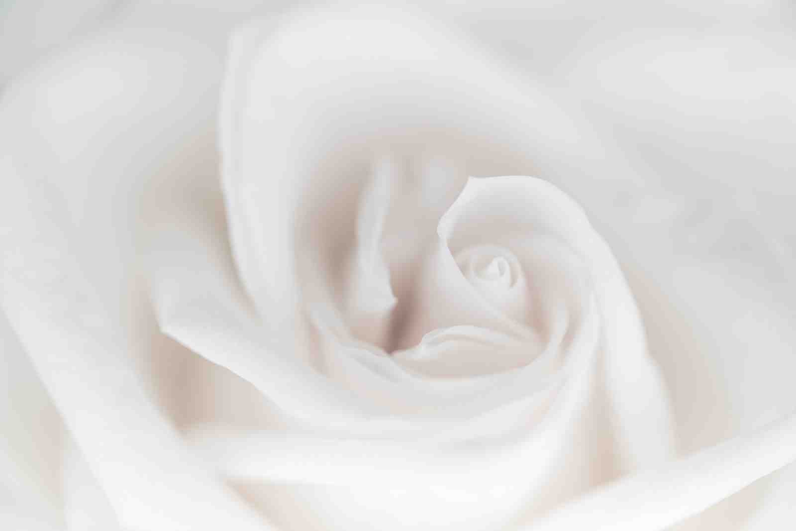 Soft White Rose Macro Wall Art for Elegant Homes