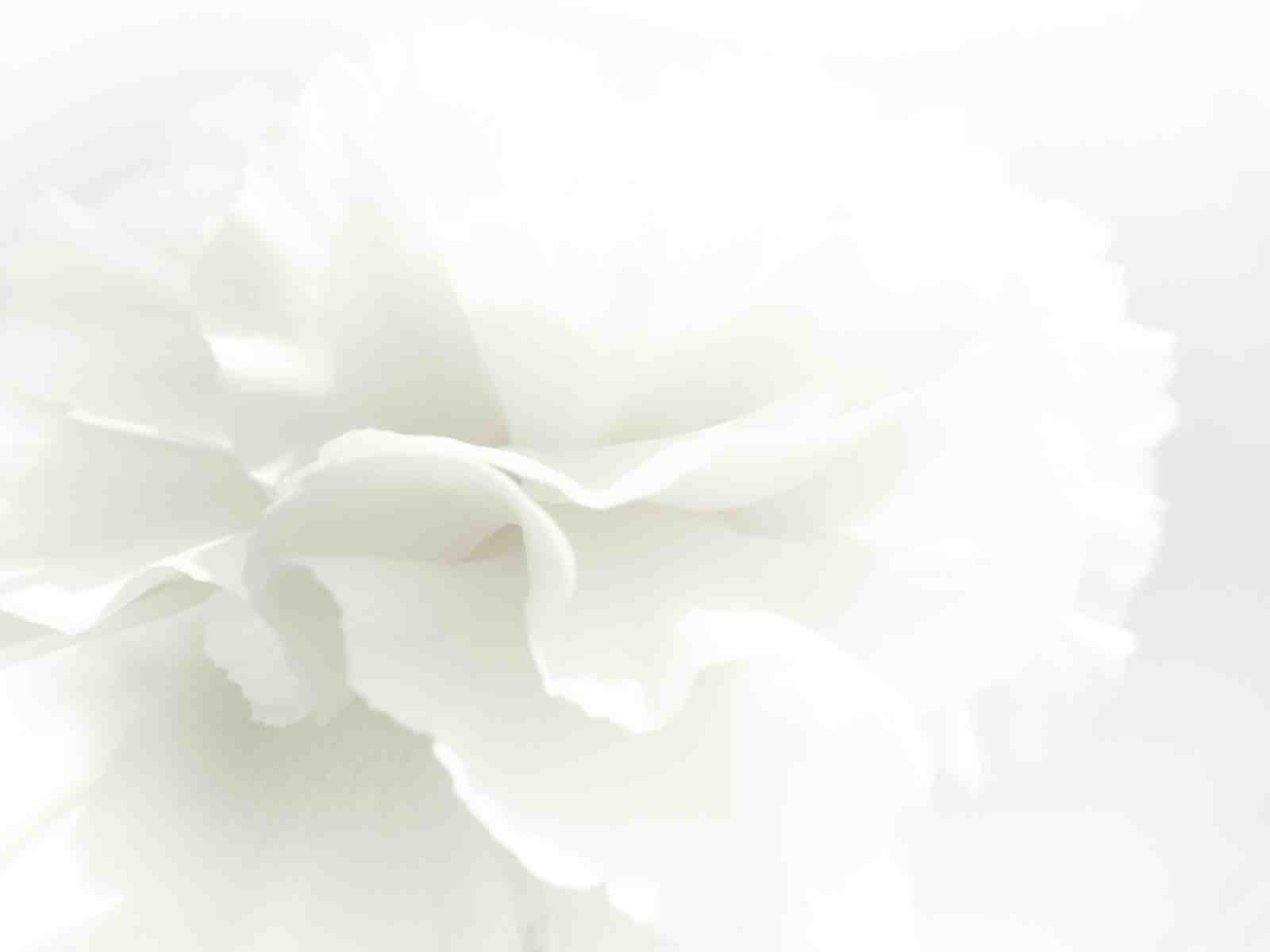 Minimalist White Flower Blossom Wall Art