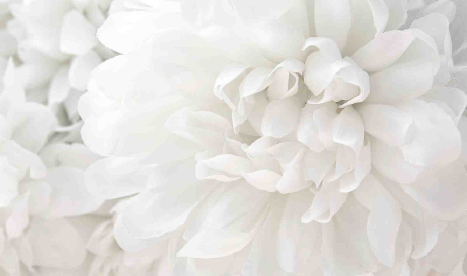 Soft White Dahlia Close-Up Wall Art