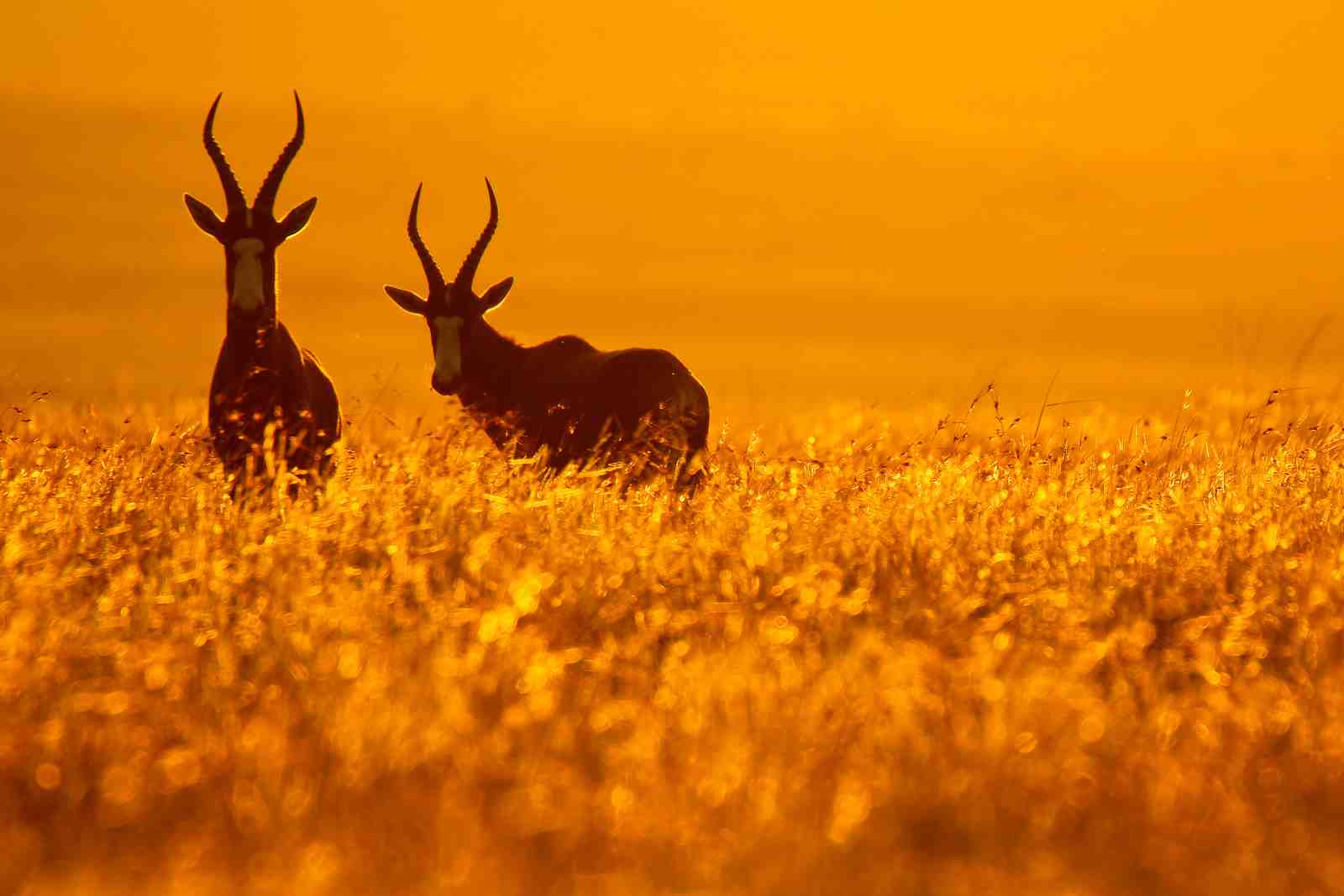 Golden Hour Blesbok Wildlife Wall Art