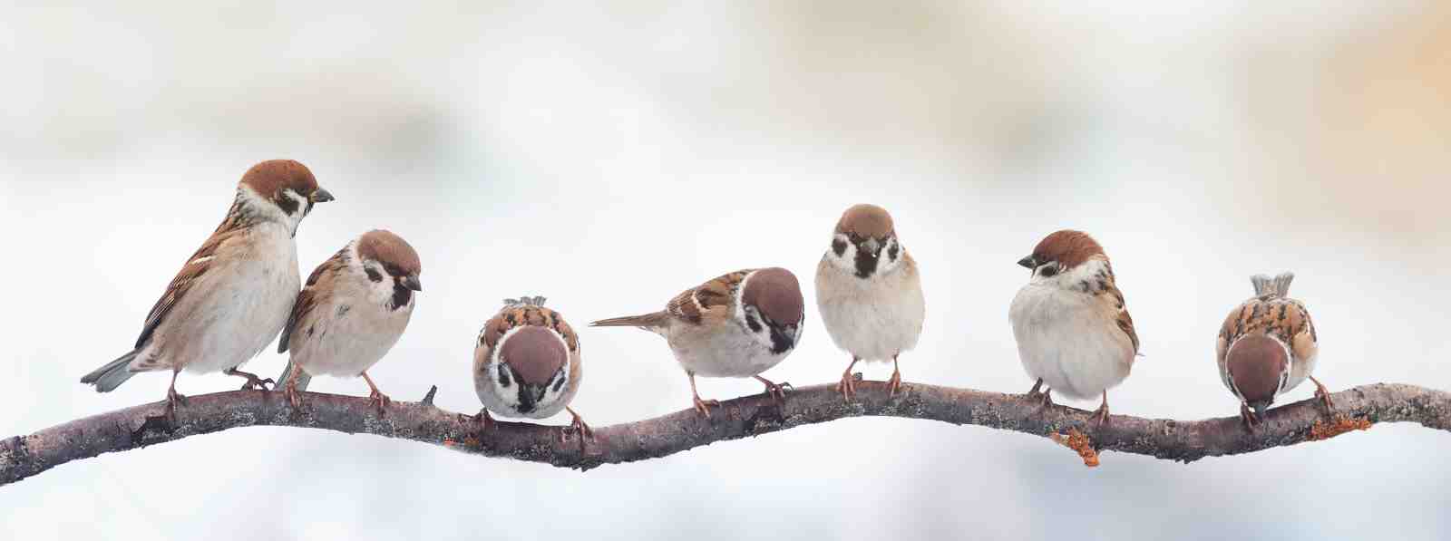 Charming Sparrows Perched on Branch Wall Art
