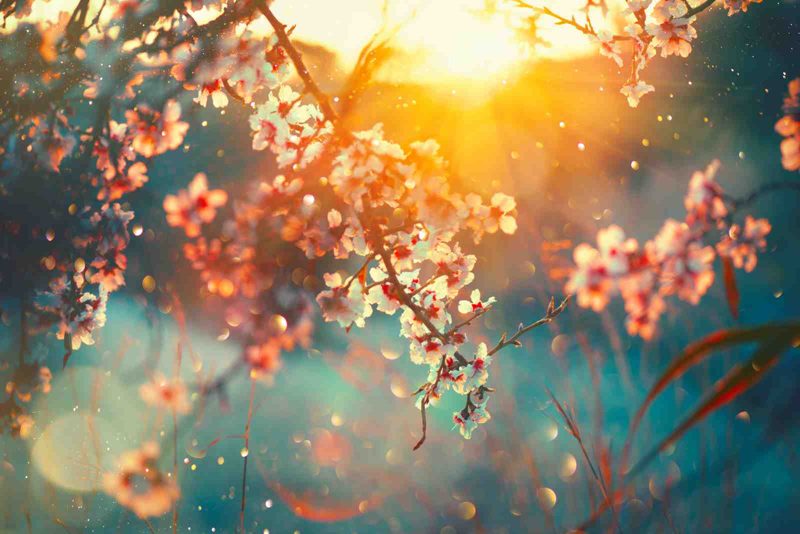 Dreamy Cherry Blossom Sunset Wall Art