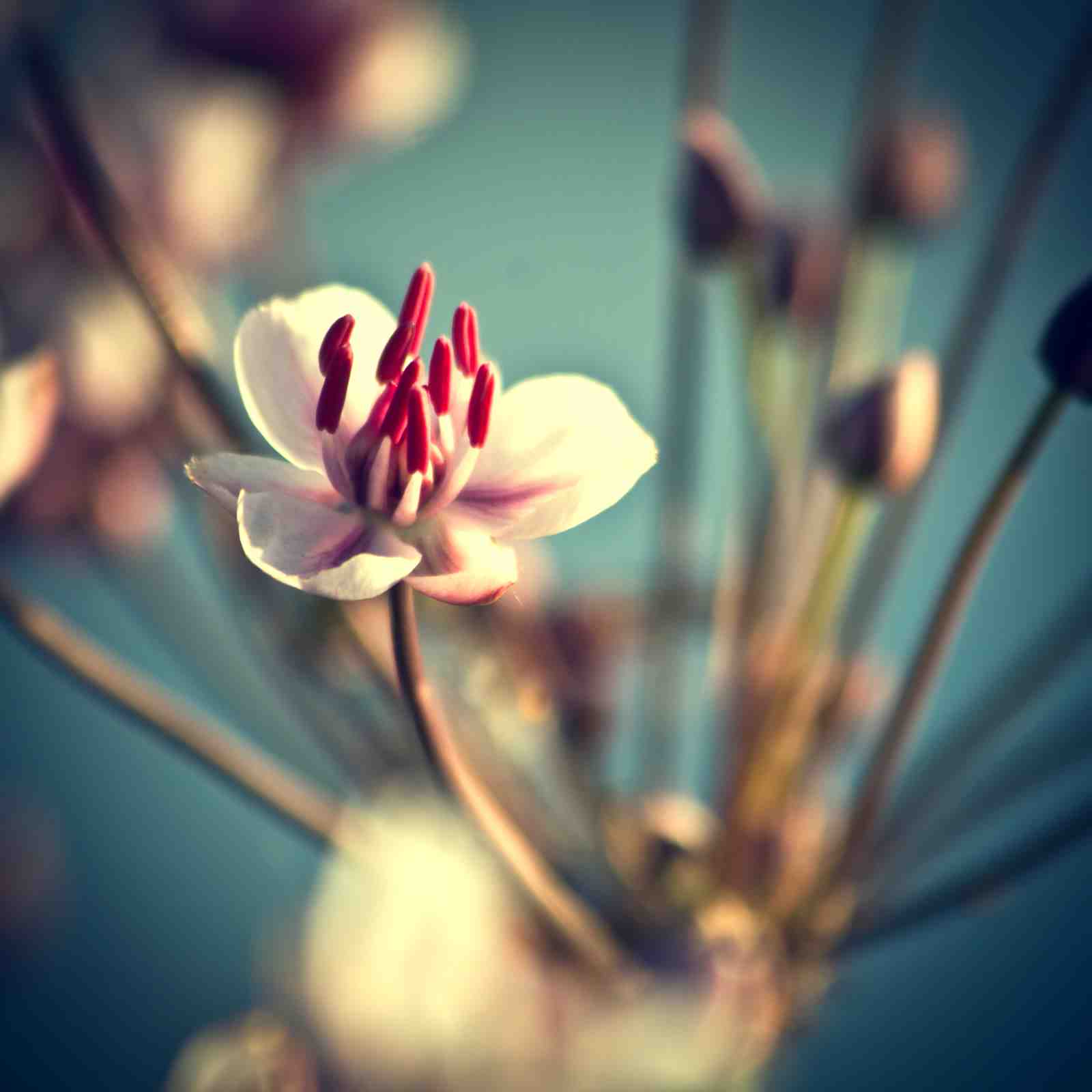 Delicate Red Bud Flower Nature Wall Art