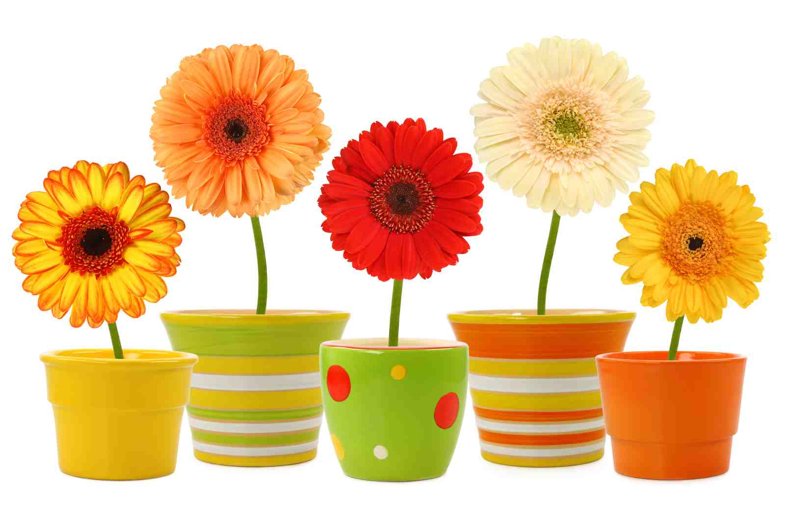 Vibrant Gerbera Daisy Garden Wall Art