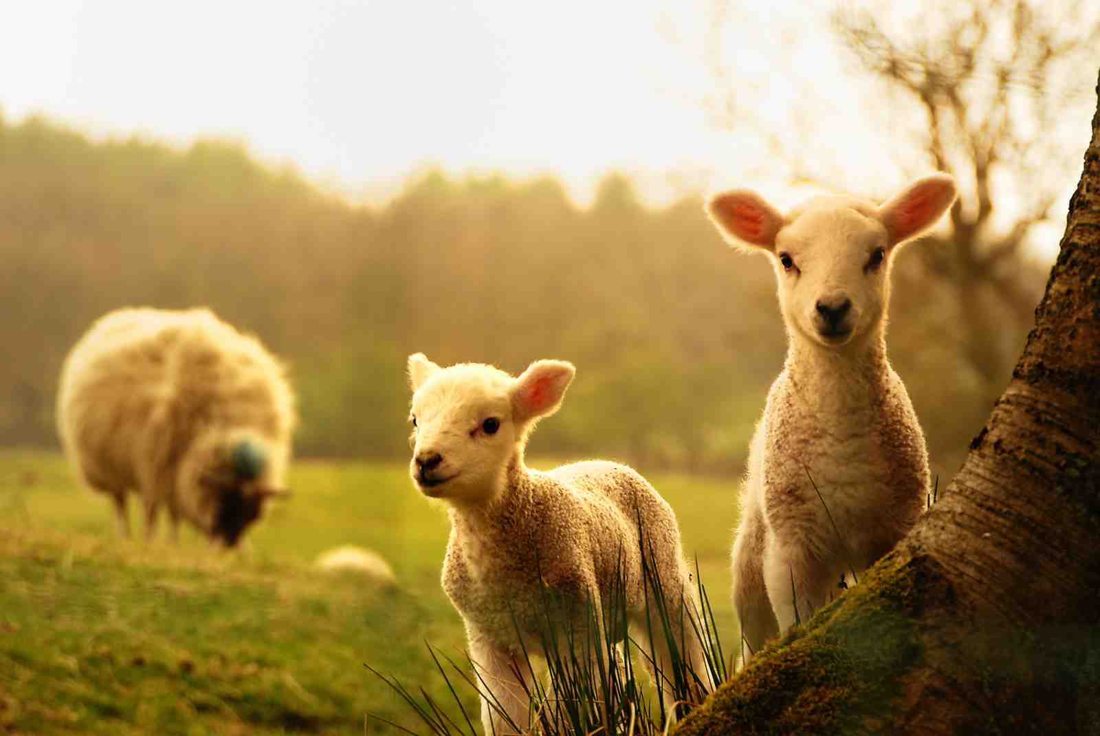 Adorable Lambs in Golden Light Wall Art