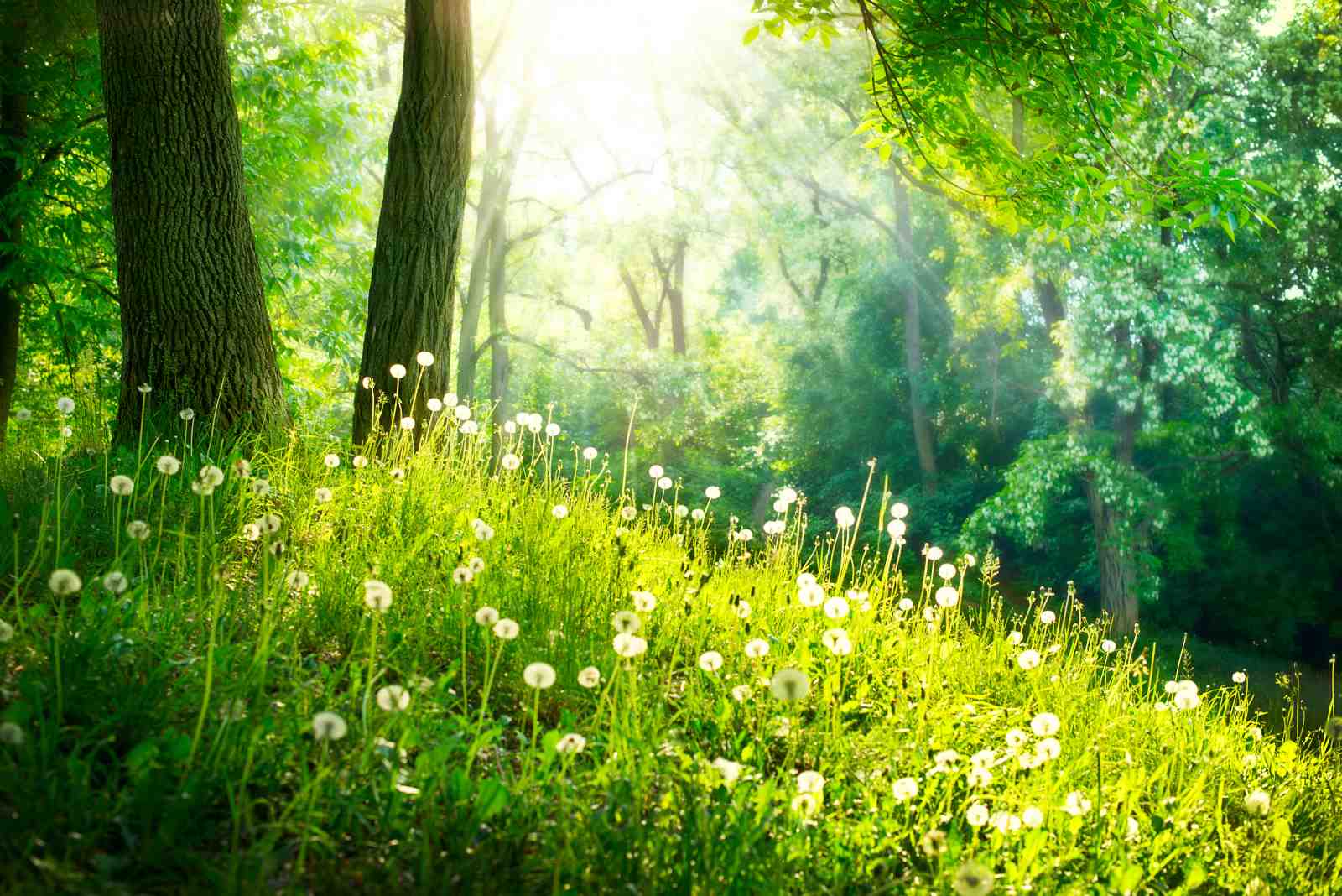 Enchanted Forest Dandelion Meadow Wall Art
