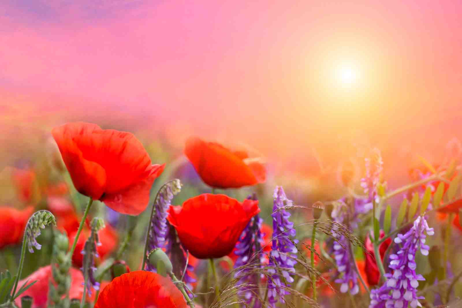 Vibrant Red Poppies & Lavender Field Wall Art