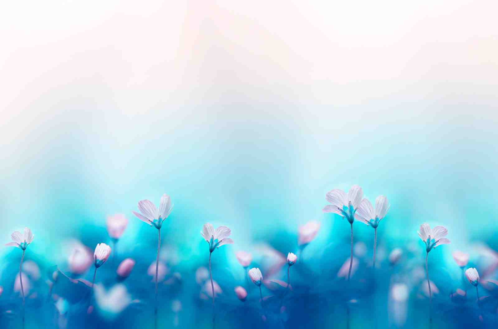 Serene Blue Floral Dream Wall Art