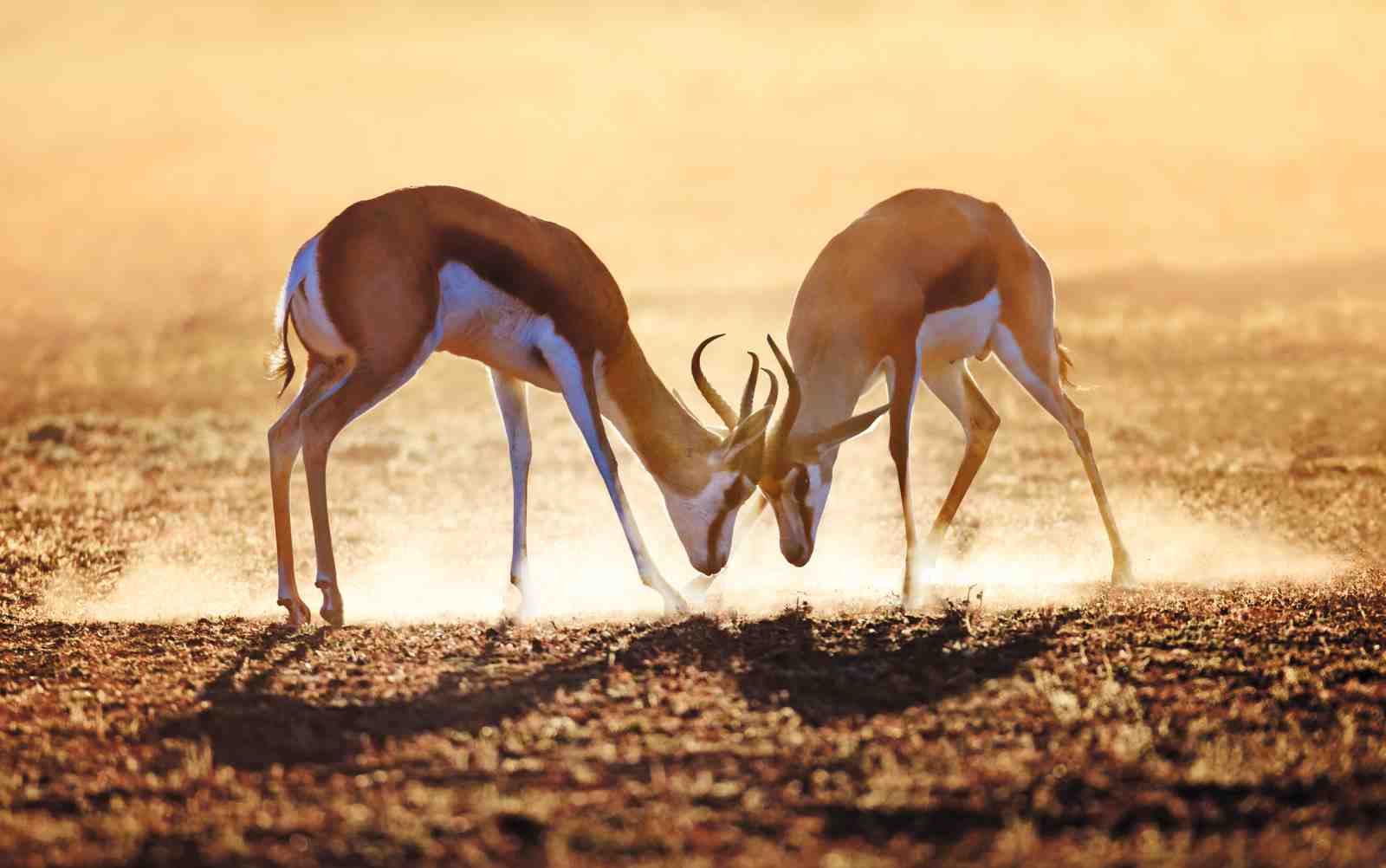 Wild Springbok Duel African Safari Wall Art