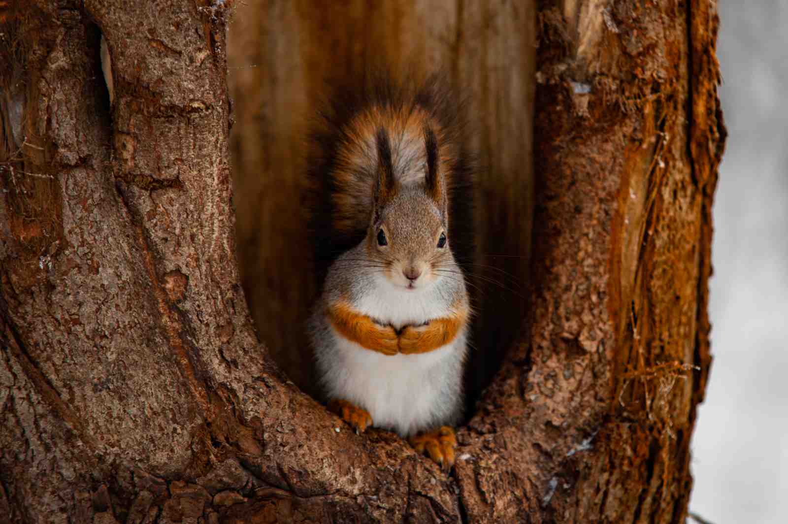 Adorable Squirrel in Tree Hollow Wall Art