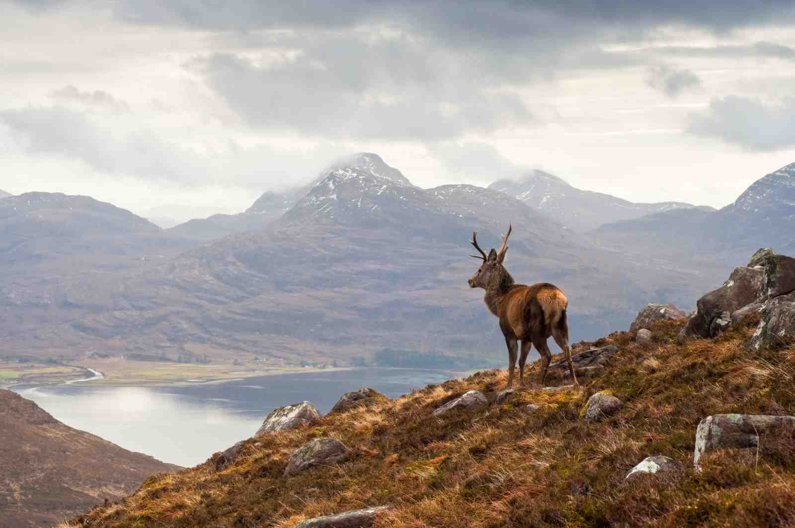 Majestic Stag Scottish Highlands Landscape Wall Art