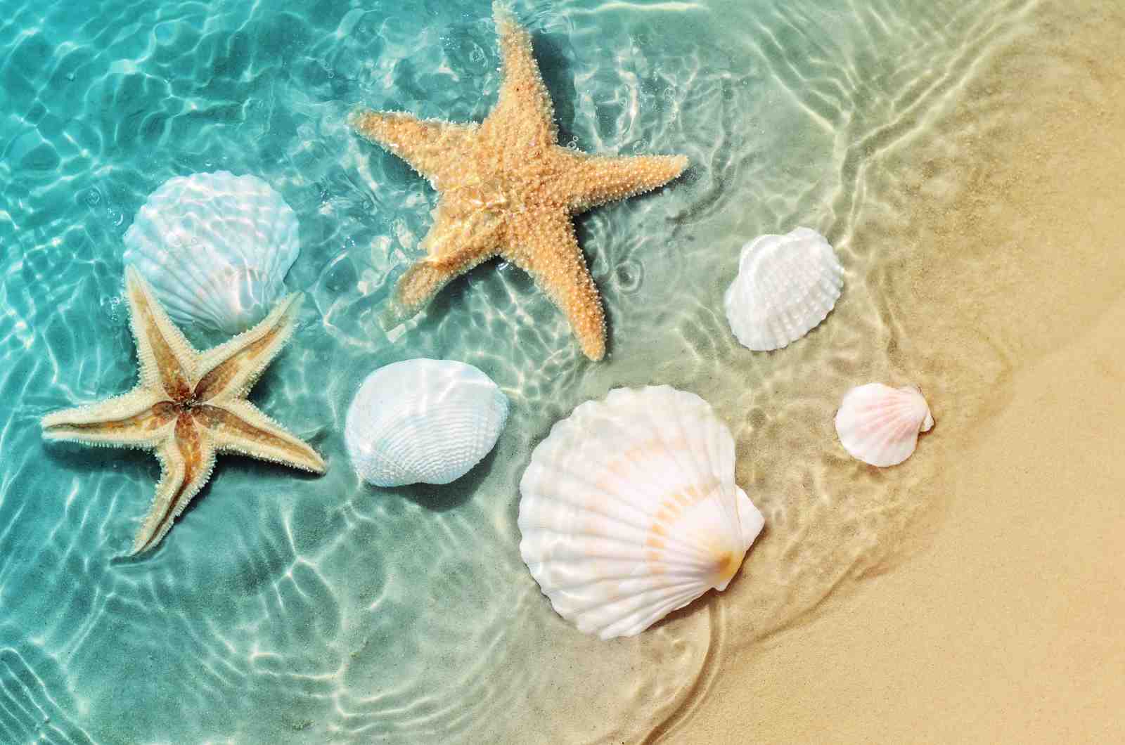 Coastal Dreams Starfish & Shells Wall Art