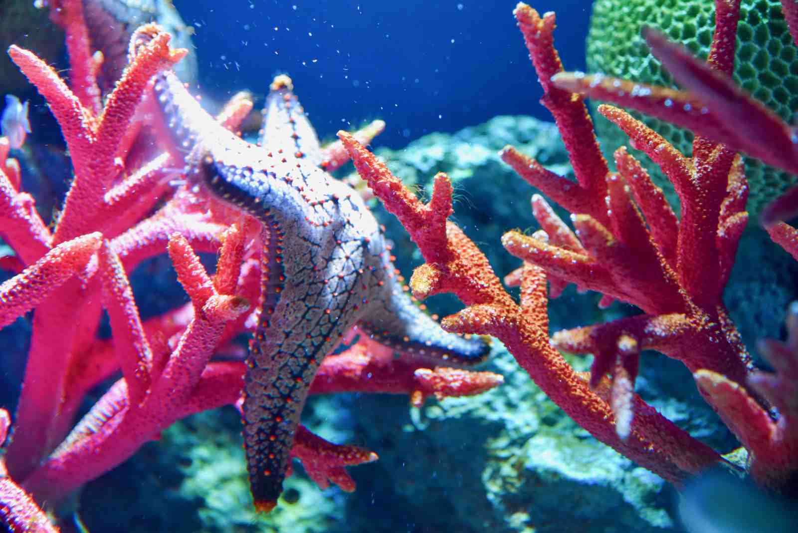 Vibrant Starfish & Coral Reef Wall Art