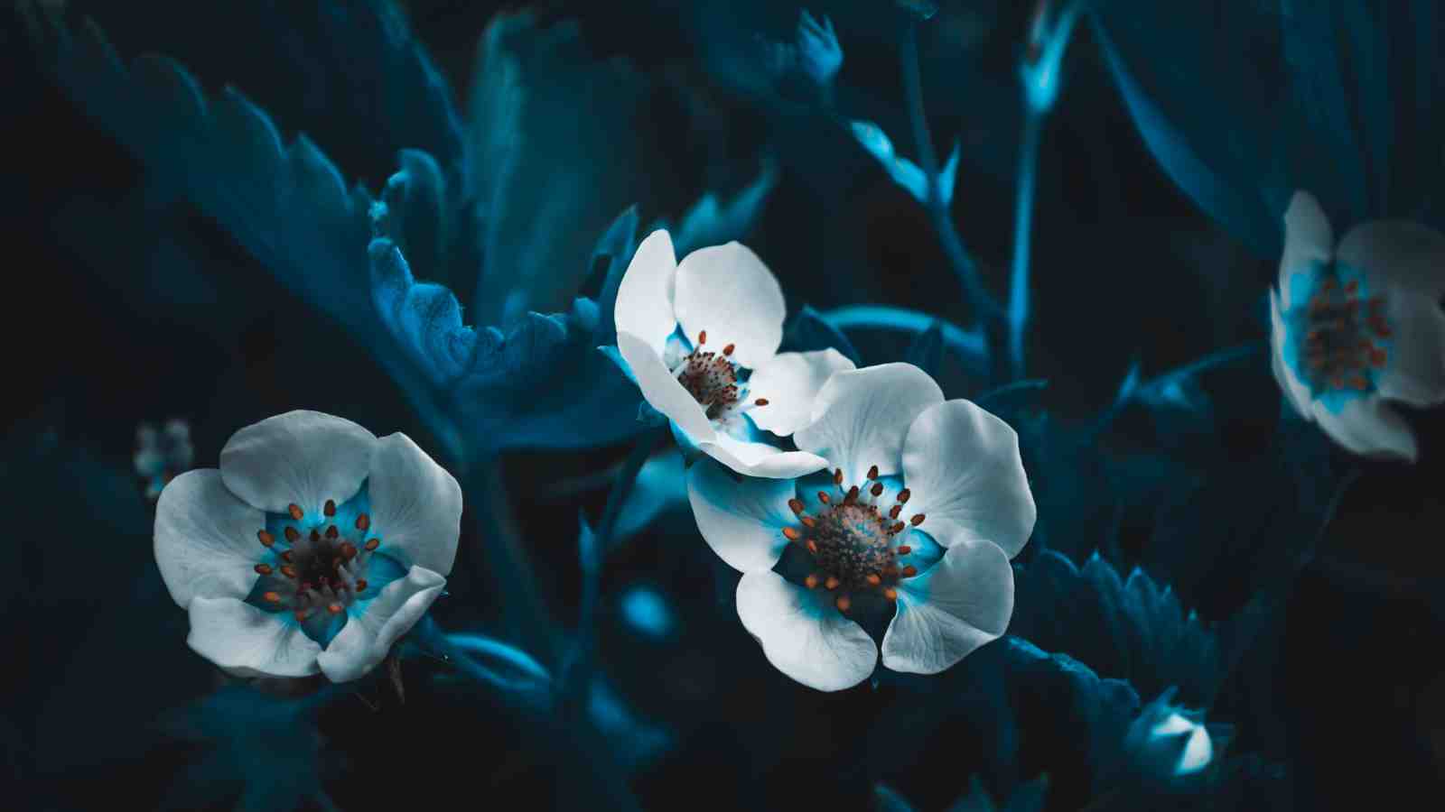 Moody Blue Blossom Wall Art Wall Art