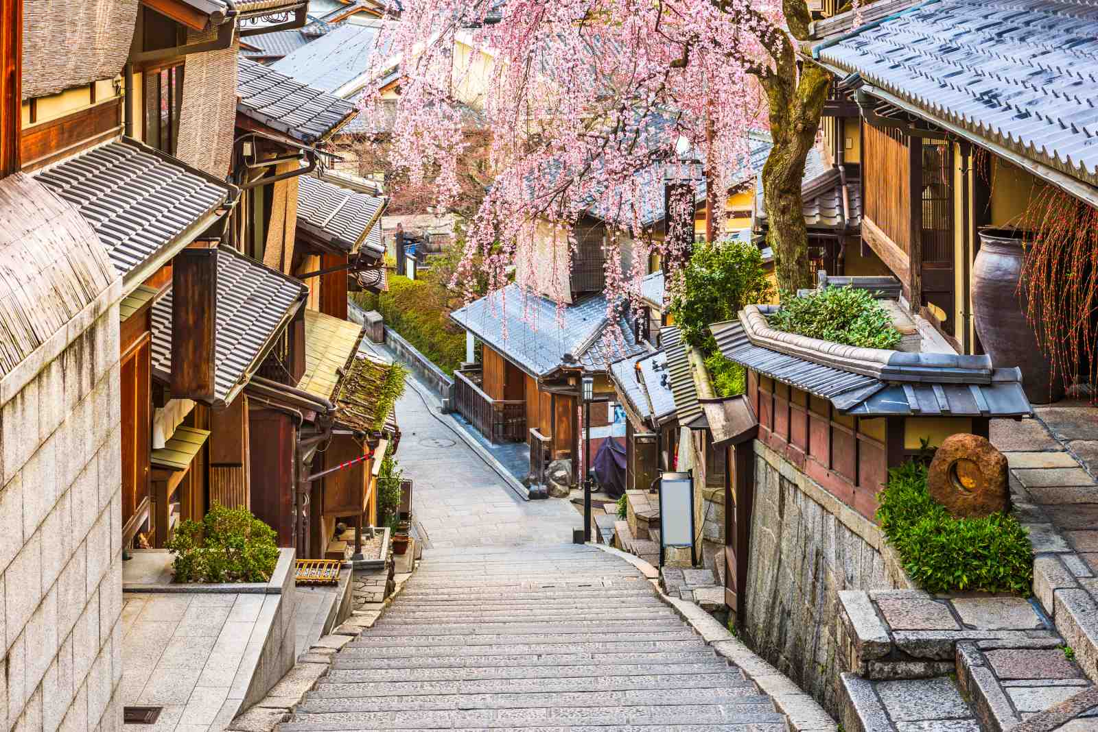 Kyoto Cherry Blossom Street Wall Art