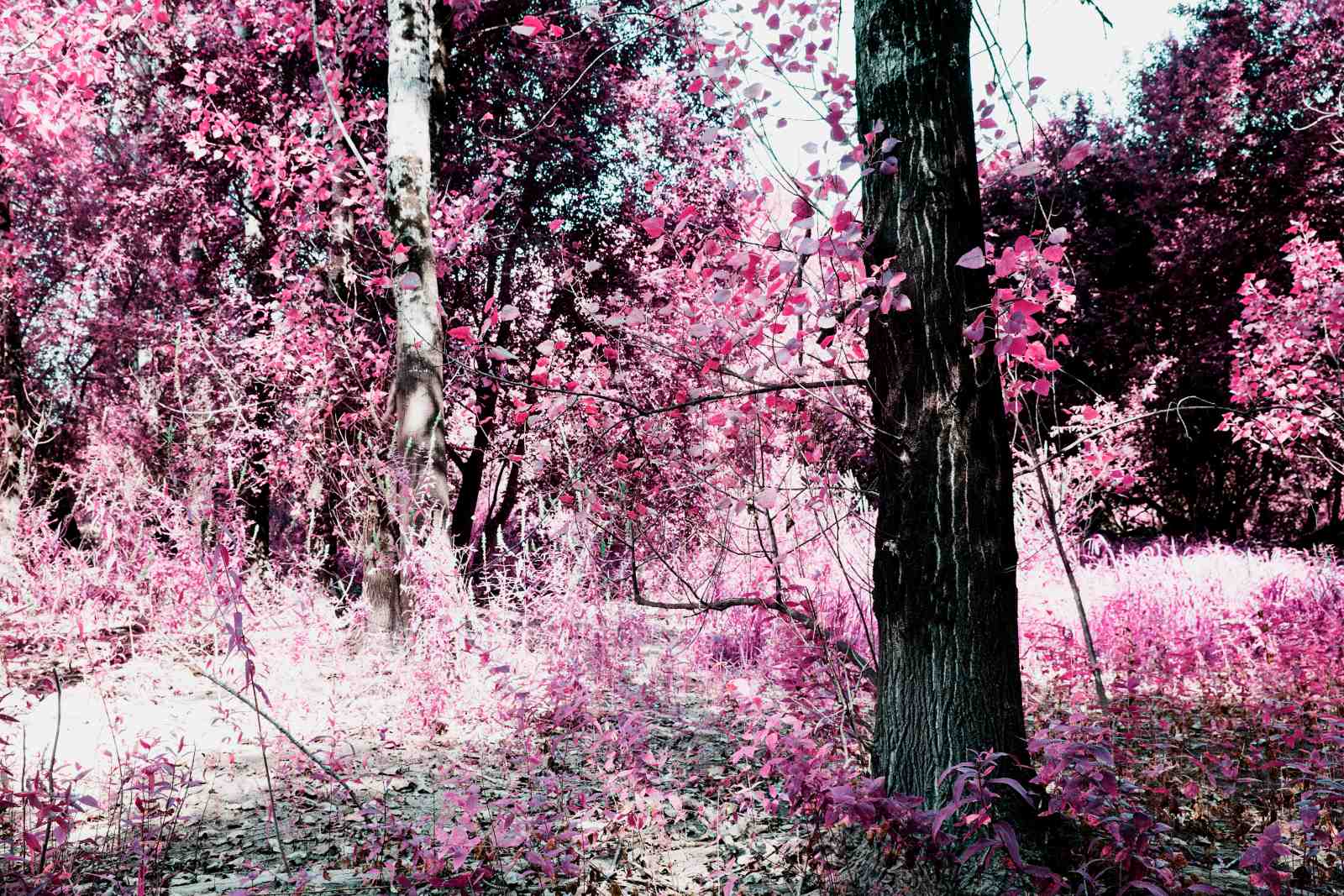 Enchanted Pink Forest Landscape Wall Art