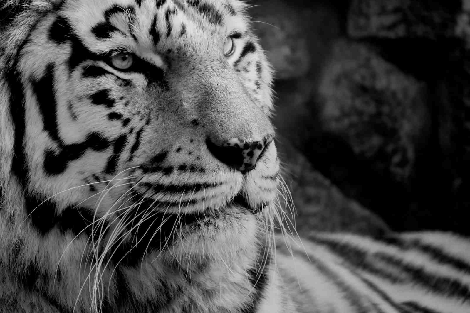 Majestic White Tiger Close-Up Wall Art