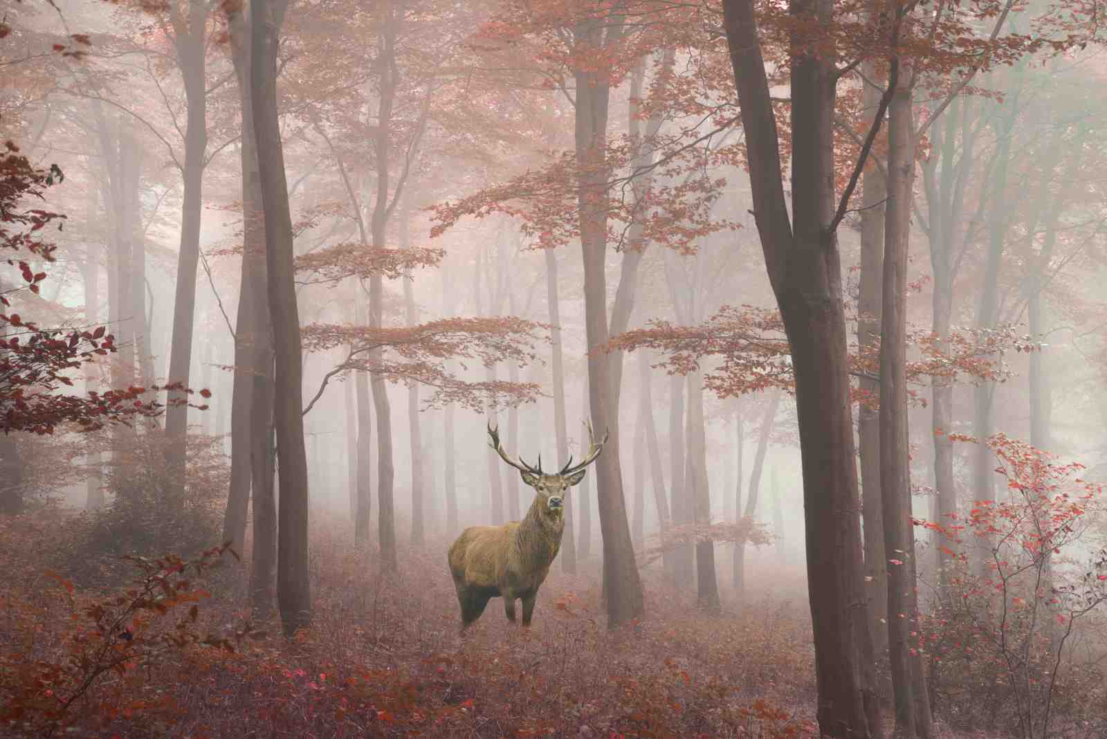 Misty Forest Stag Wall Art Wall Art
