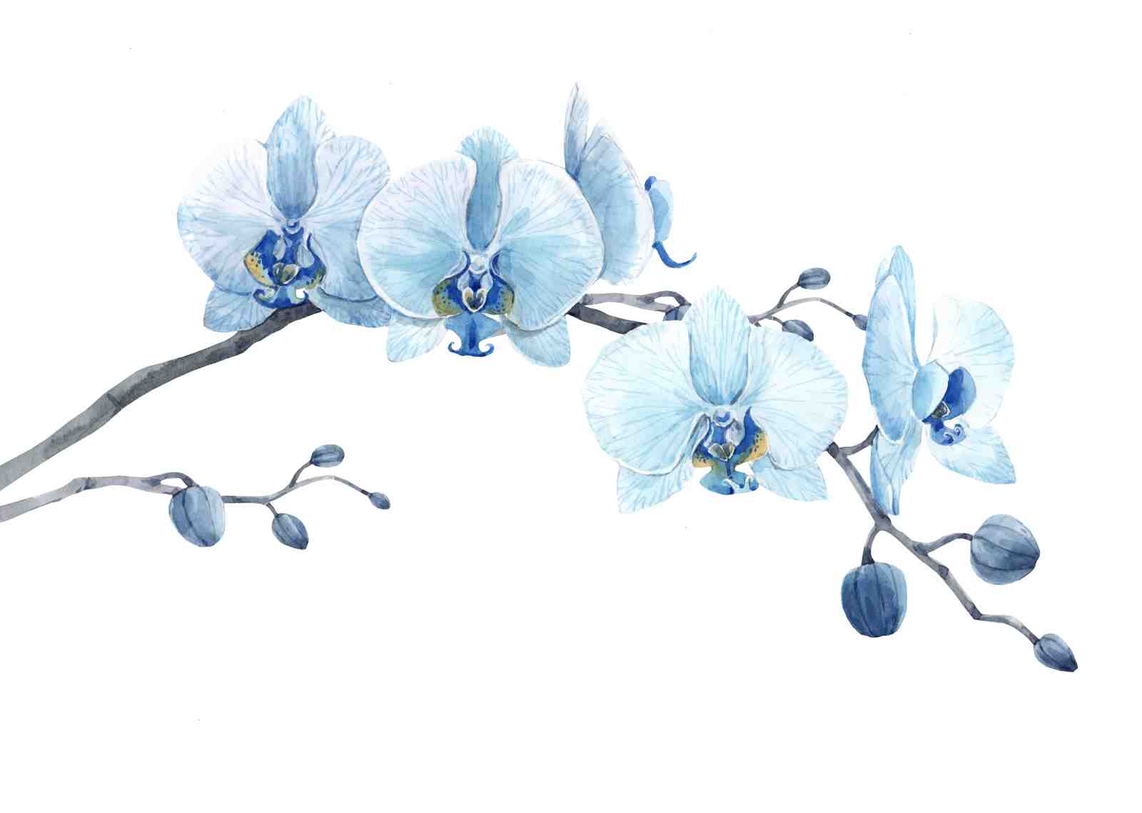 Serene Blue Orchid Botanical Wall Art