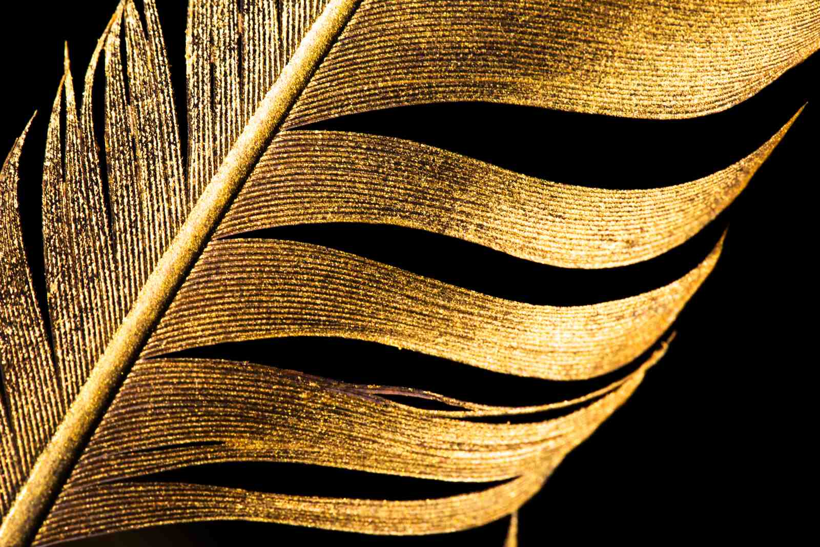 Luxury Gold Feather Abstract Art Wall Art