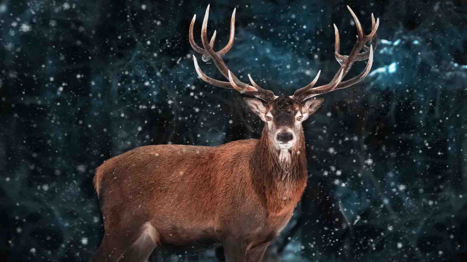 Majestic Stag Winter Forest Wall Art