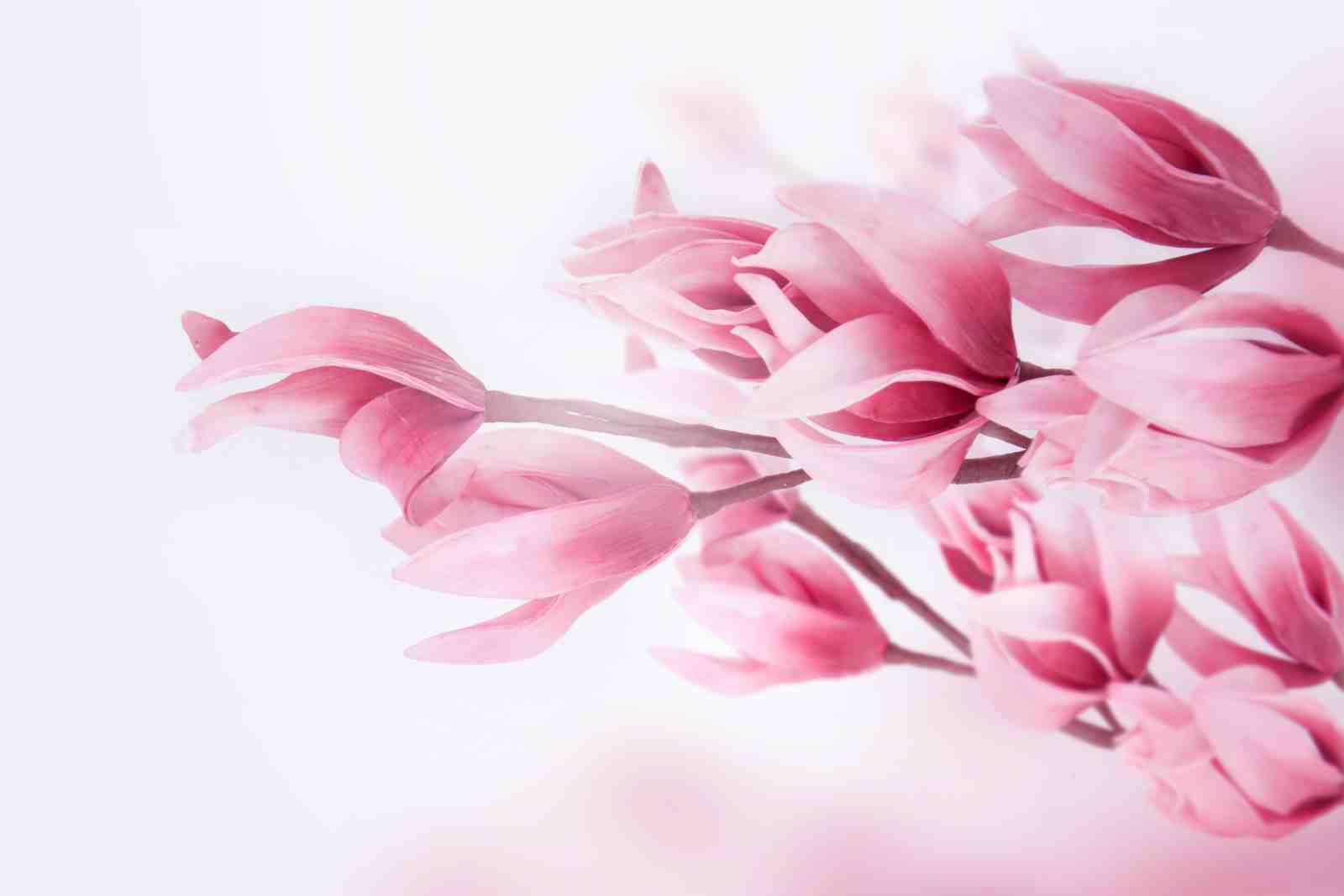 Blush Pink Magnolia Blossoms Wall Art