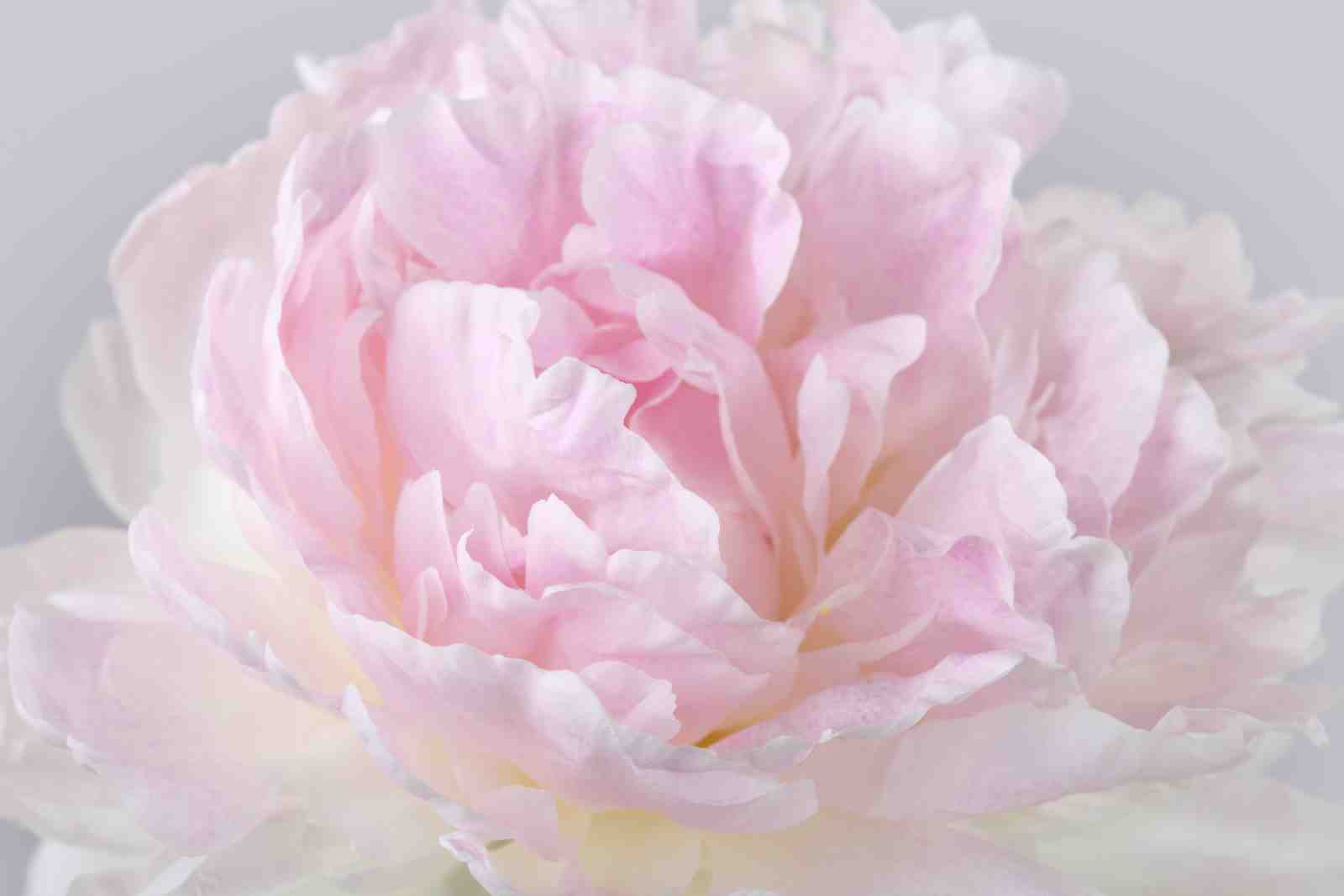 Soft Pink Peony Floral Nature Wall Art