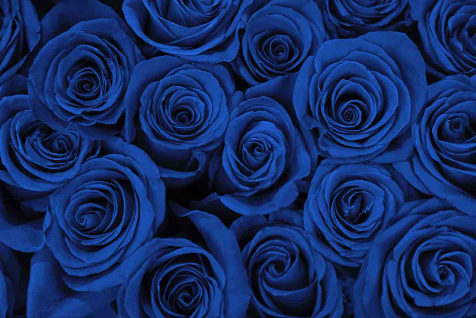 Vibrant Blue Roses Wall Art Wall Art