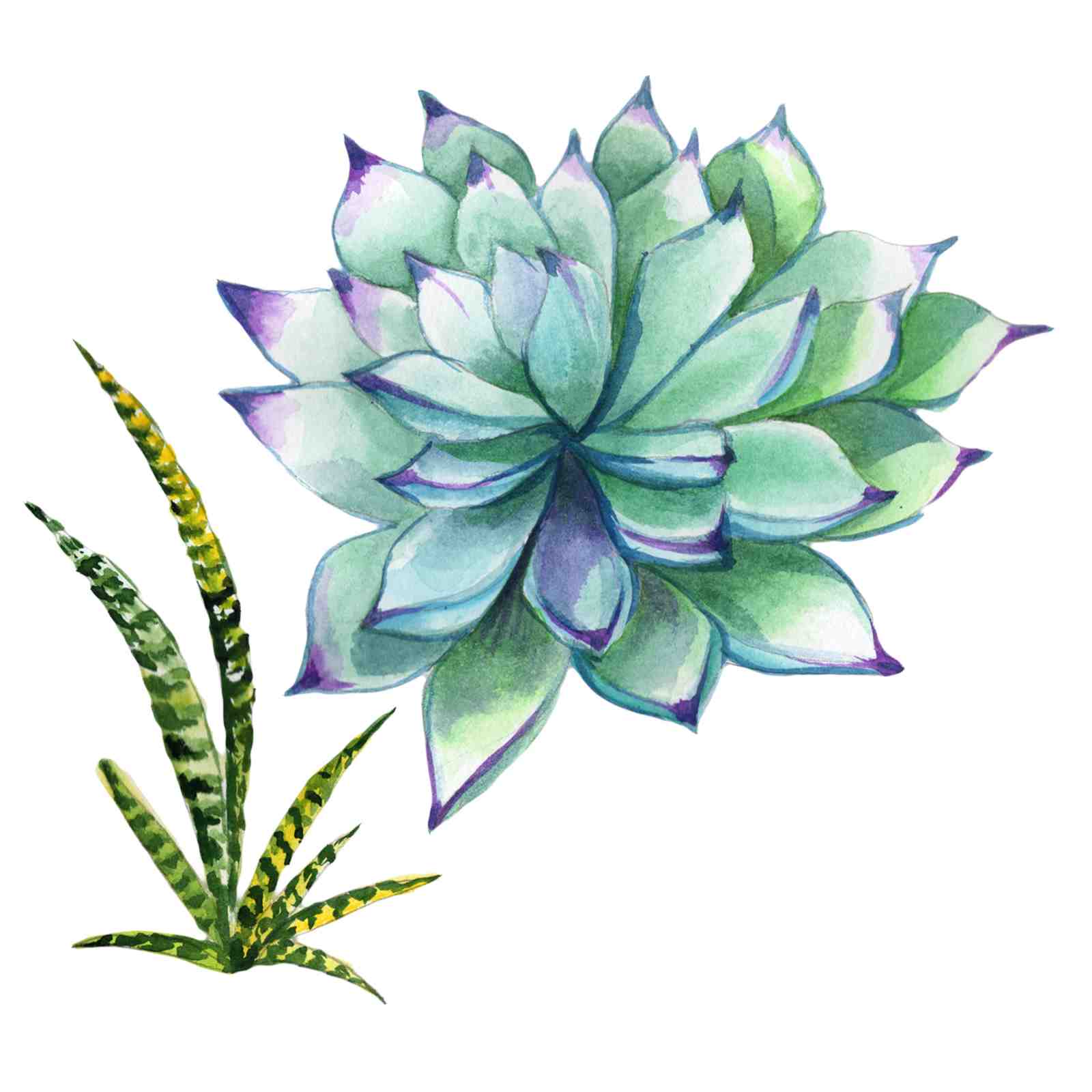 Ethereal Succulent & Snake Plant Watercolor Wall Art