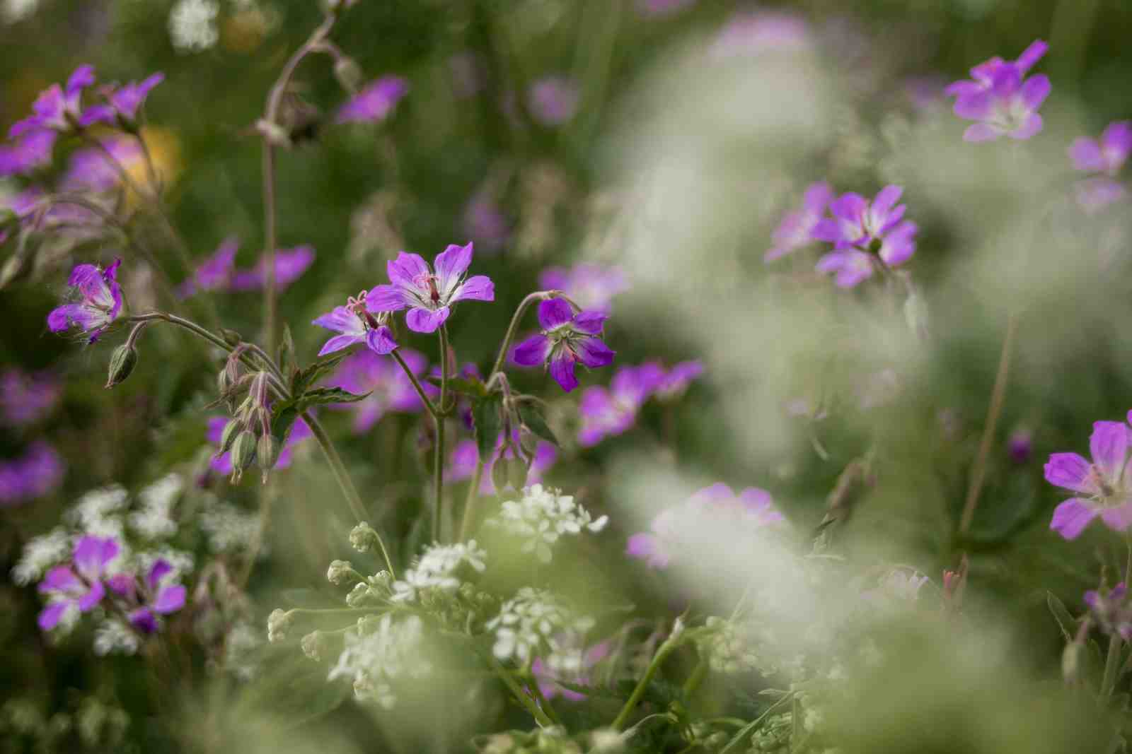 Purple Wildflowers Meadow Nature Wall Art