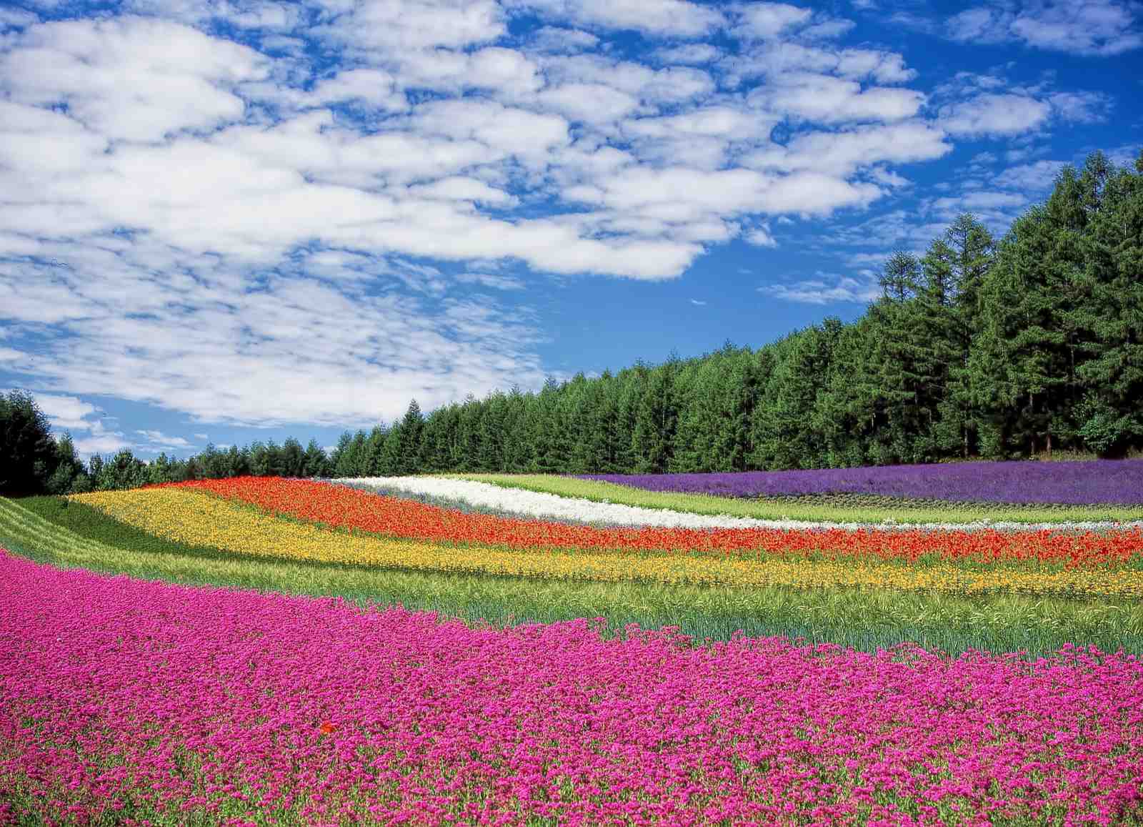 Vibrant Flower Field Landscape Wall Art
