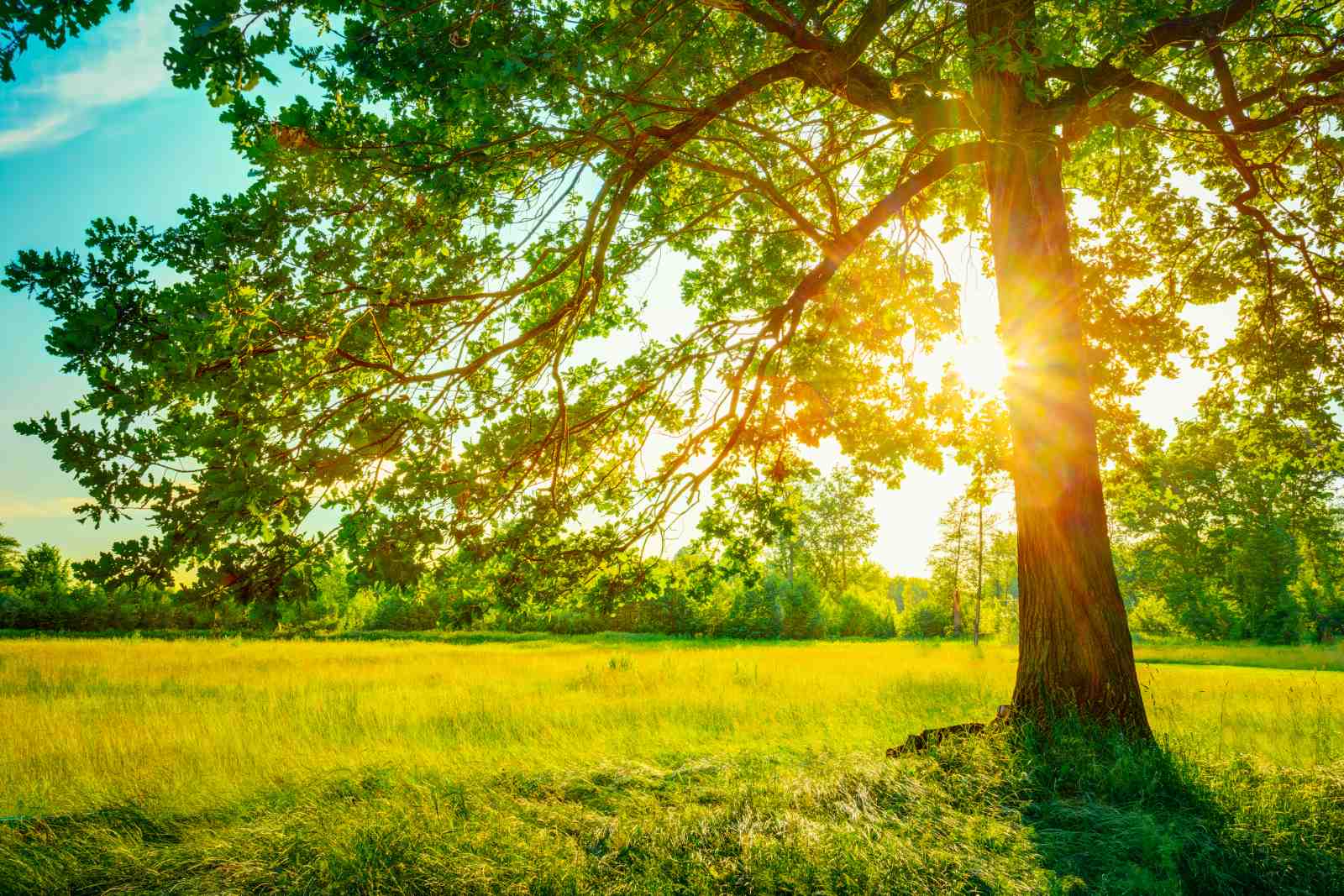 Golden Oak Tree Serenity Wall Art