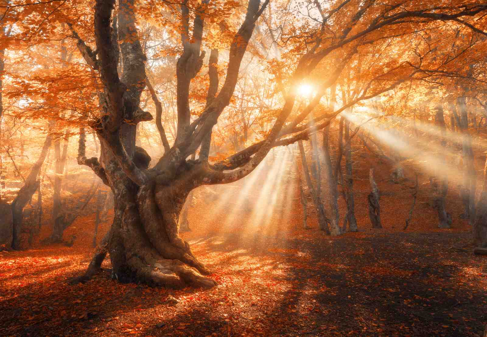 Enchanted Autumn Forest Rays Wall Art