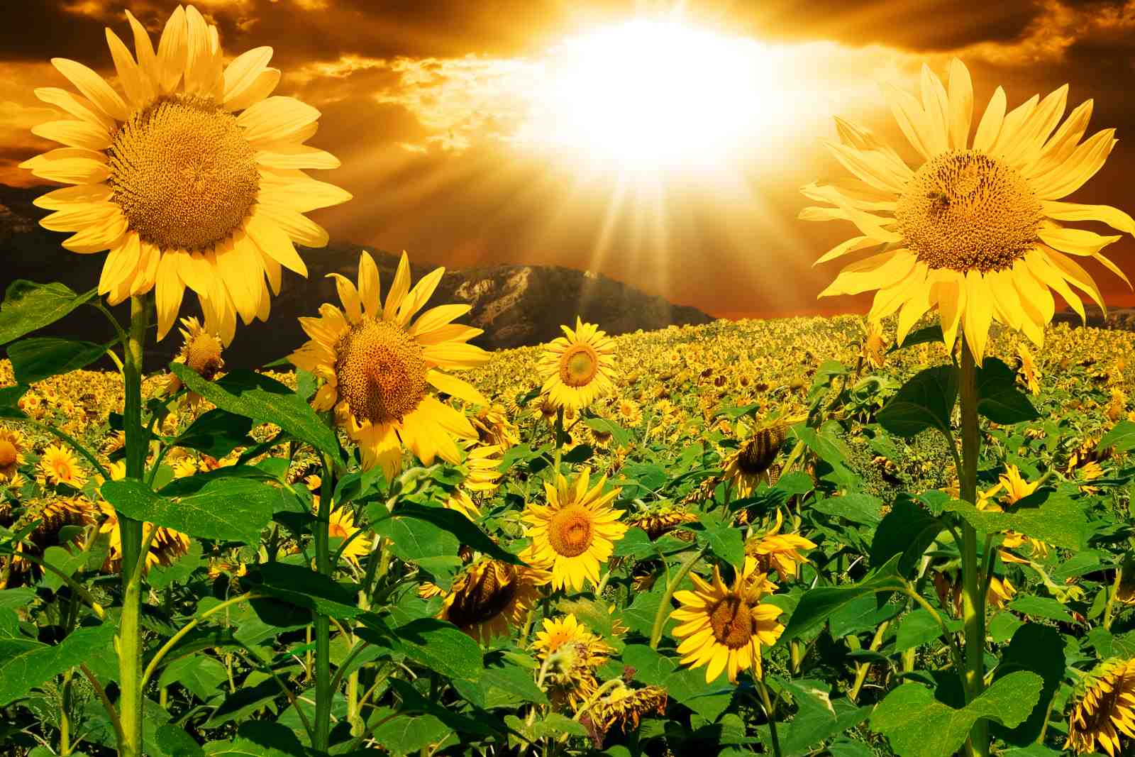 Golden Sunflower Field Wall Art