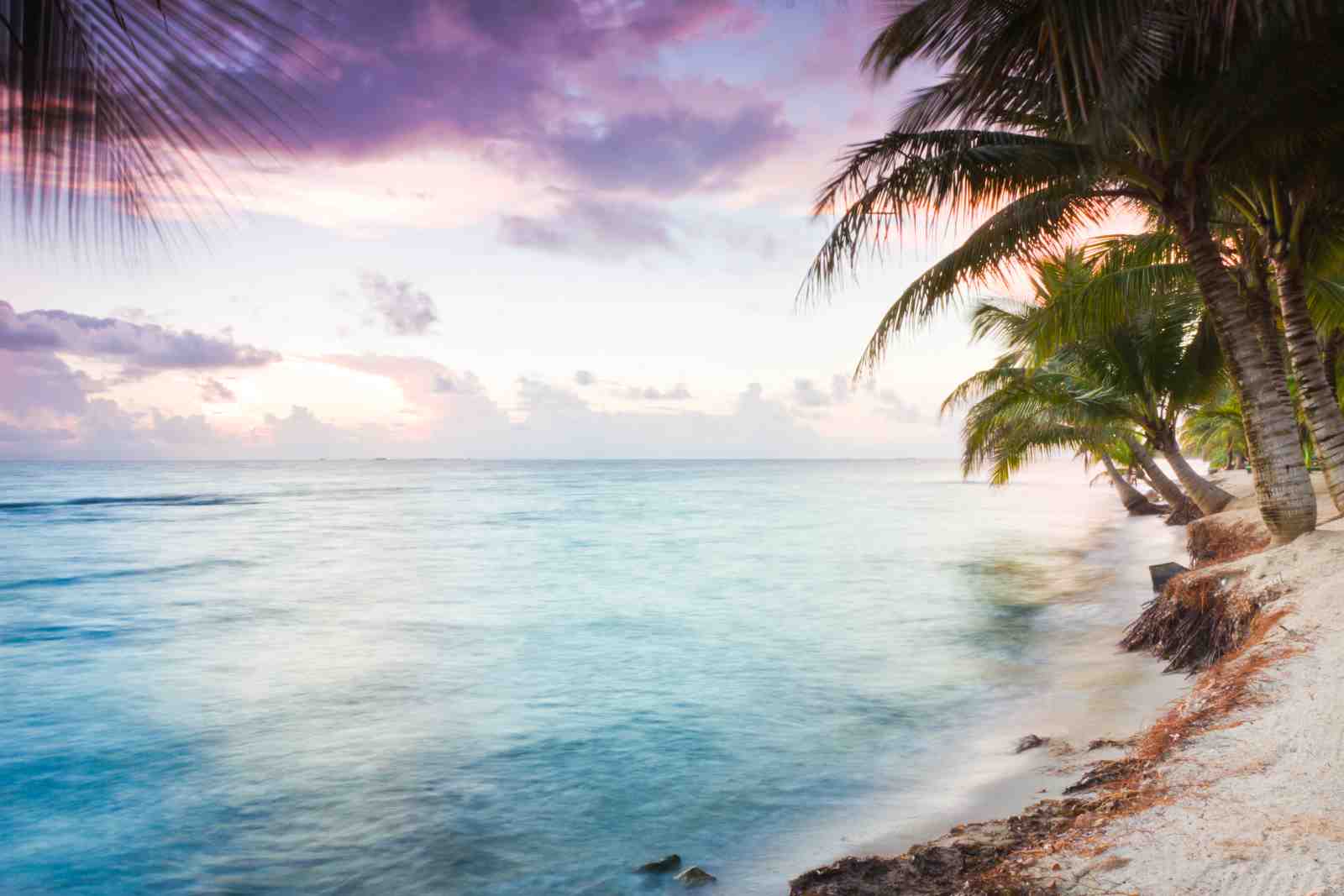 Serene Beach Sunset Palm Tree Wall Art