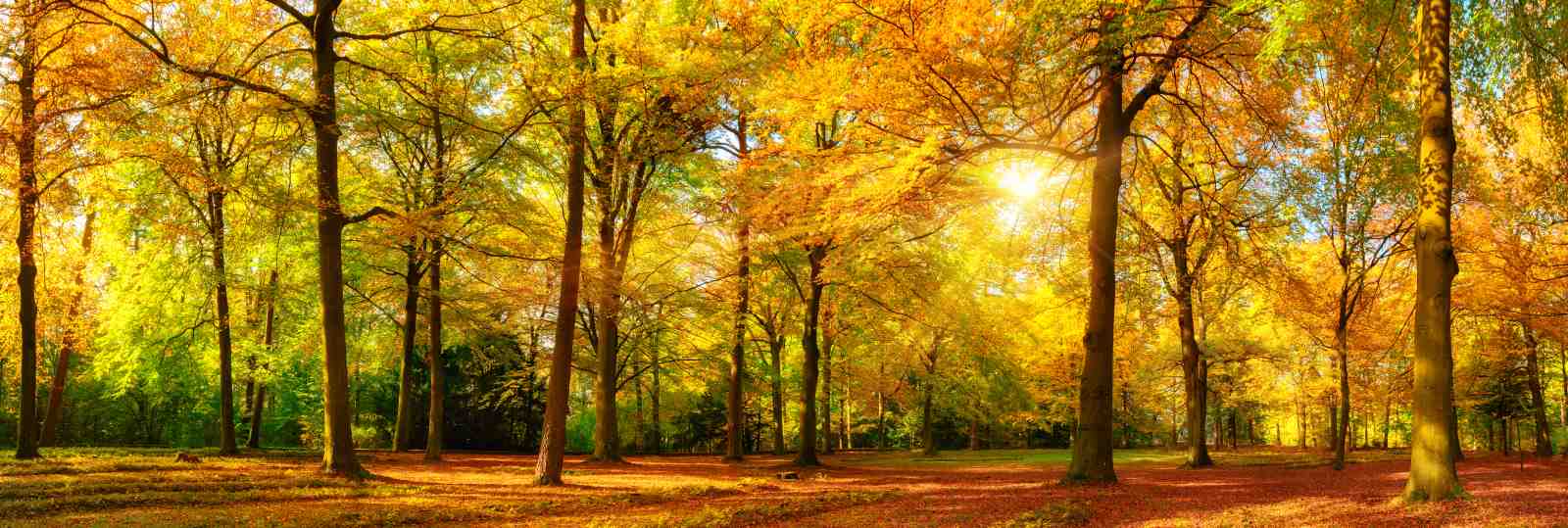 Golden Autumn Forest Sunburst Wall Art