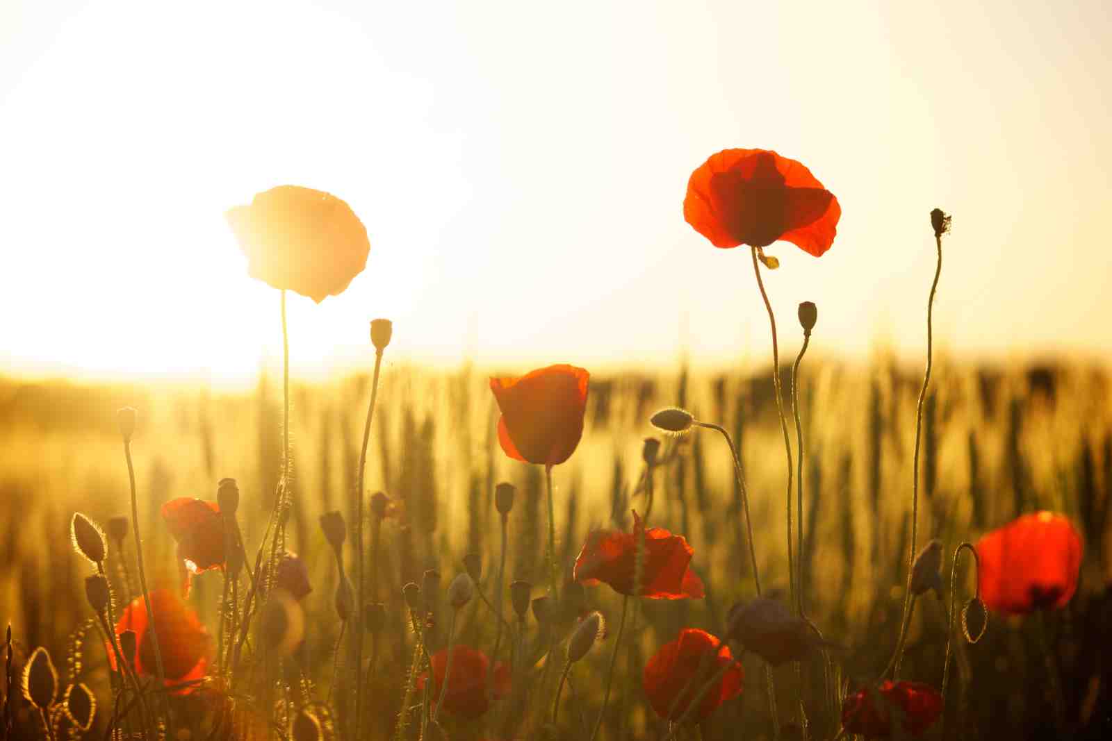 Vibrant Red Poppy Field Wall Art