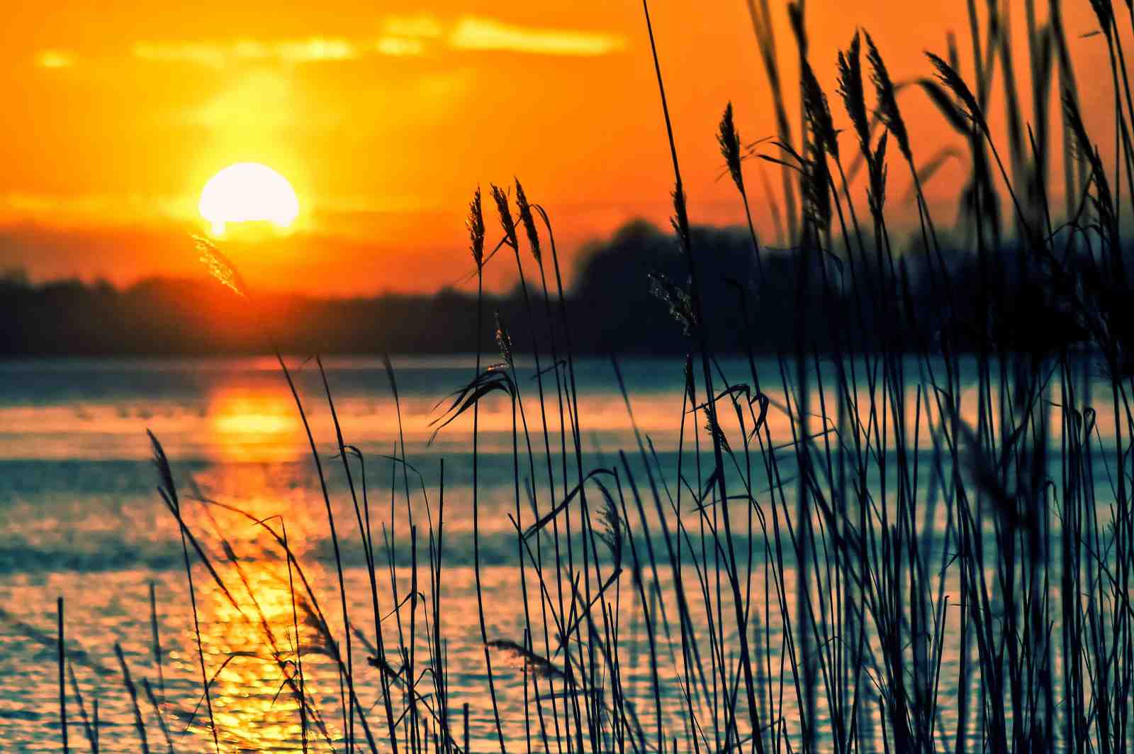 Golden Sunset Reeds Wall Art