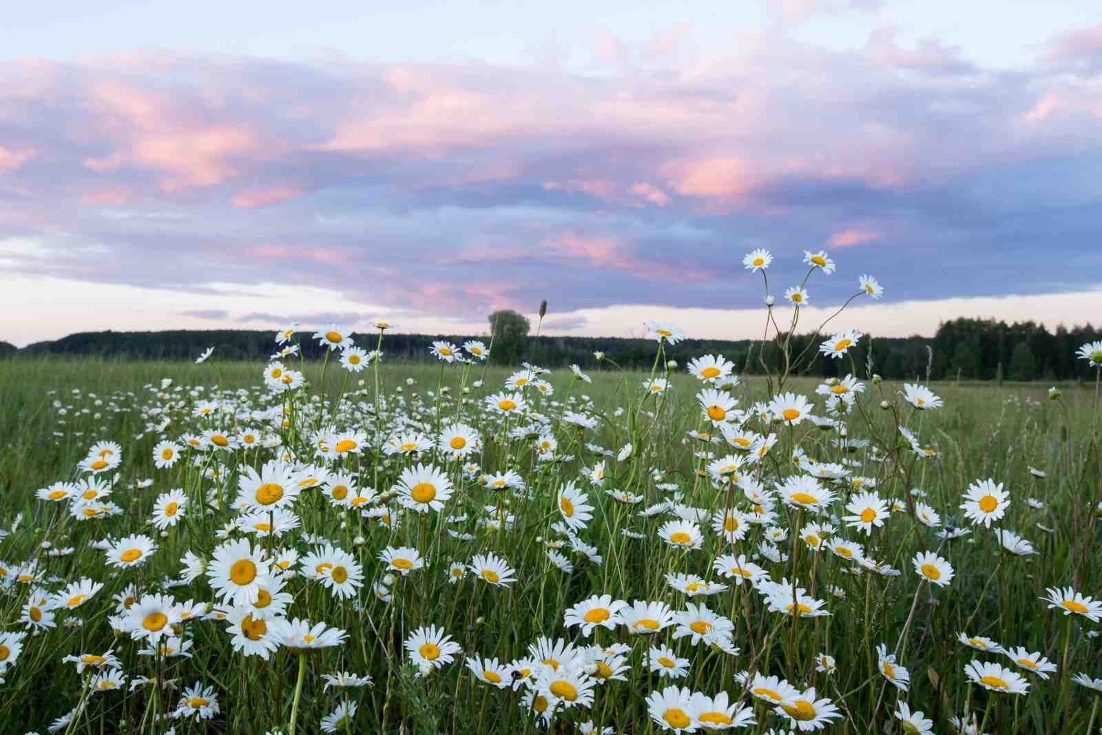 Daisies in Sunset Field Wall Art