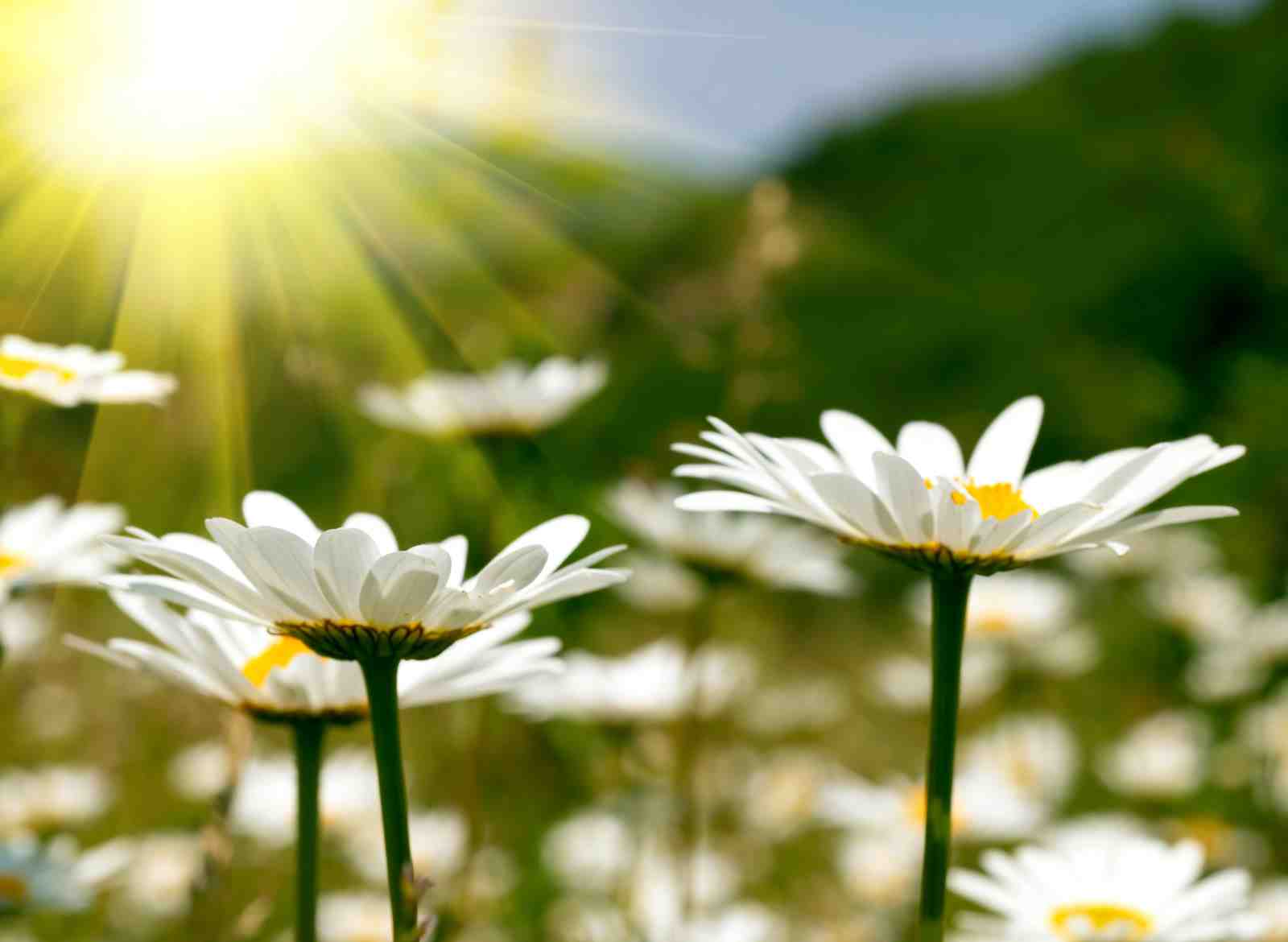 Daisy Field Sunburst Wall Art