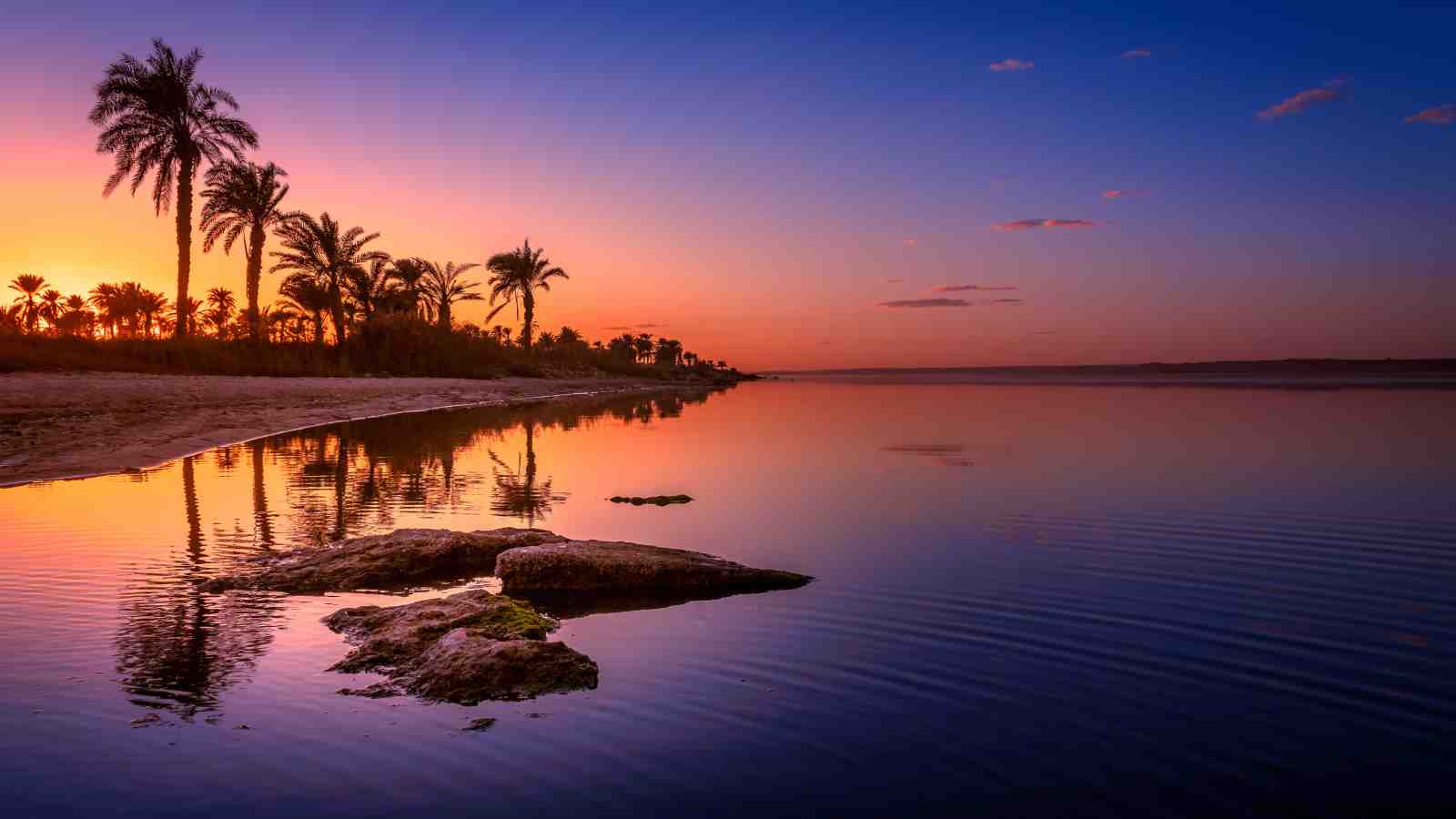 Serene Sunset Palm Oasis Wall Art