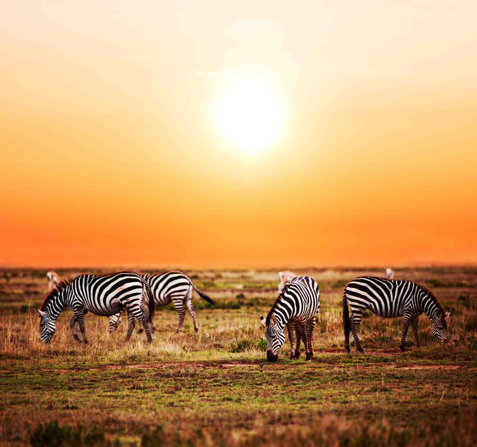 African Sunset Zebras Safari Wall Art