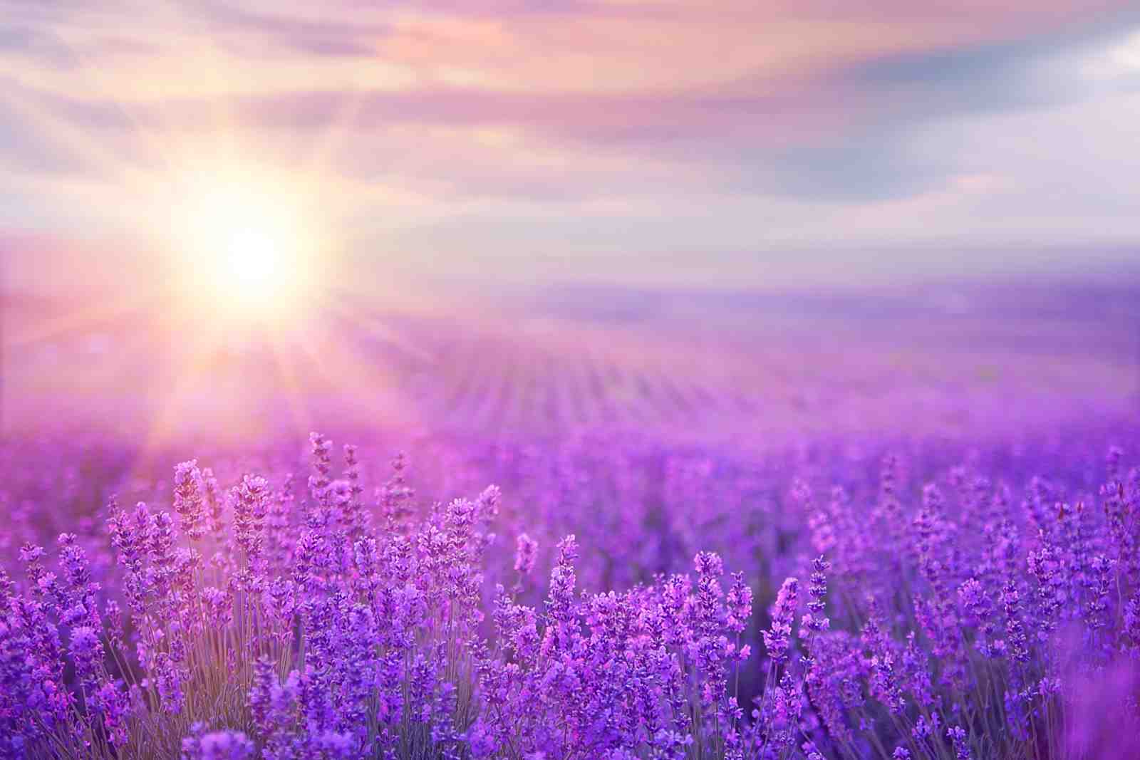 Serene Lavender Field Sunset Wall Art
