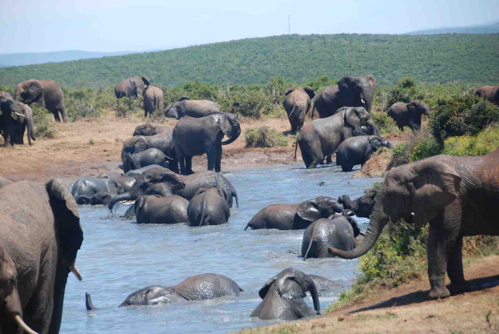 Majestic Elephant Herd Bath Wall Art