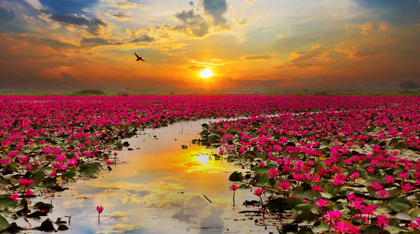 Pink Lotus Sunrise Serenity Wall Art