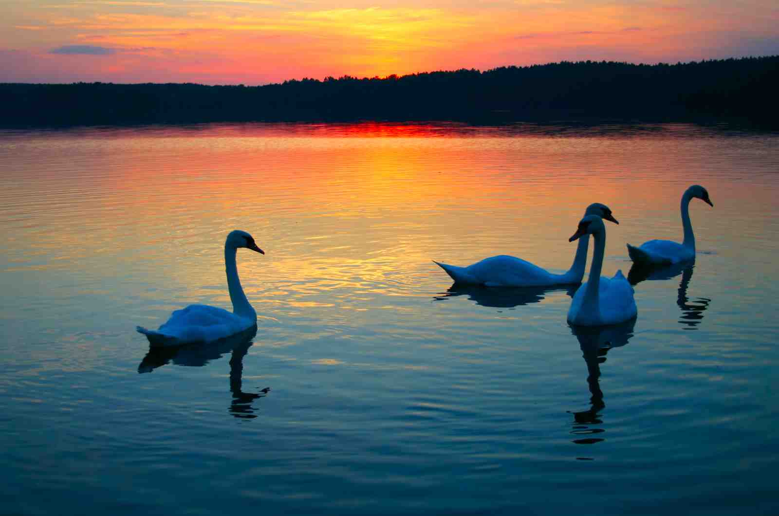 Serene Swans Sunset Lake Wall Art