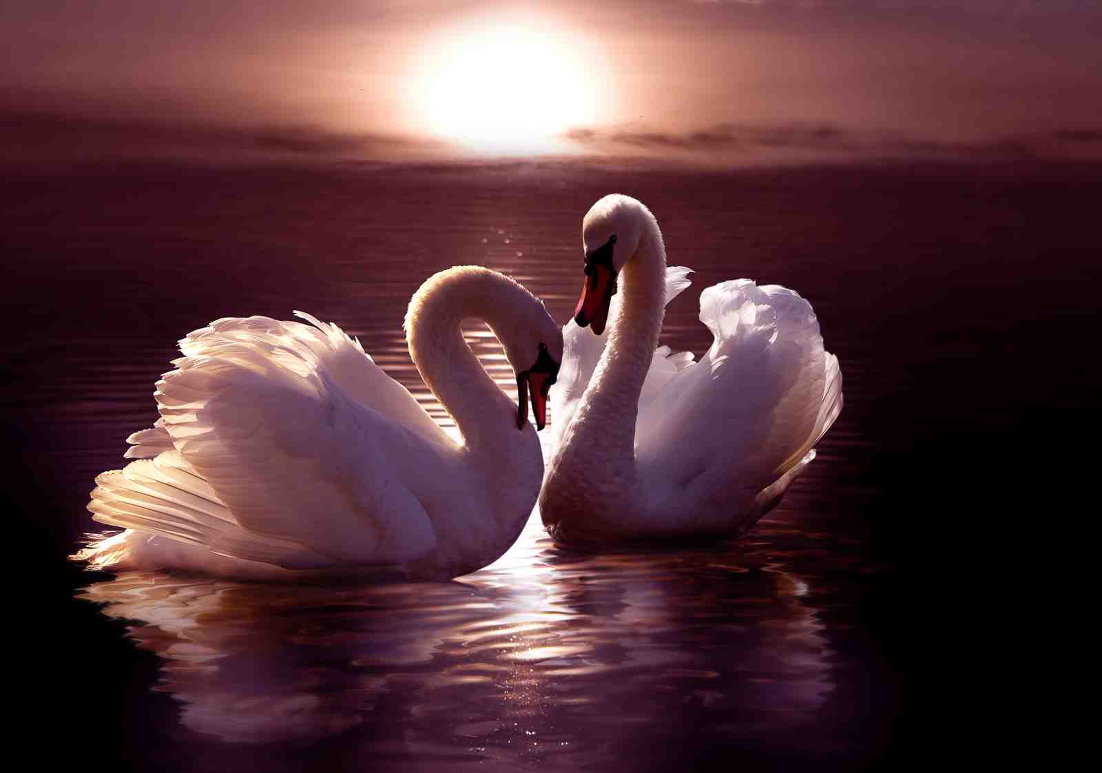 Elegant Swan Love Sunset Wall Art